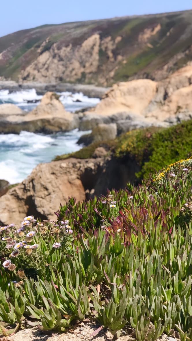 A closeup view of green shrubs along the coast with unfocused view of the ocean and large rock formations and cliffs in the background