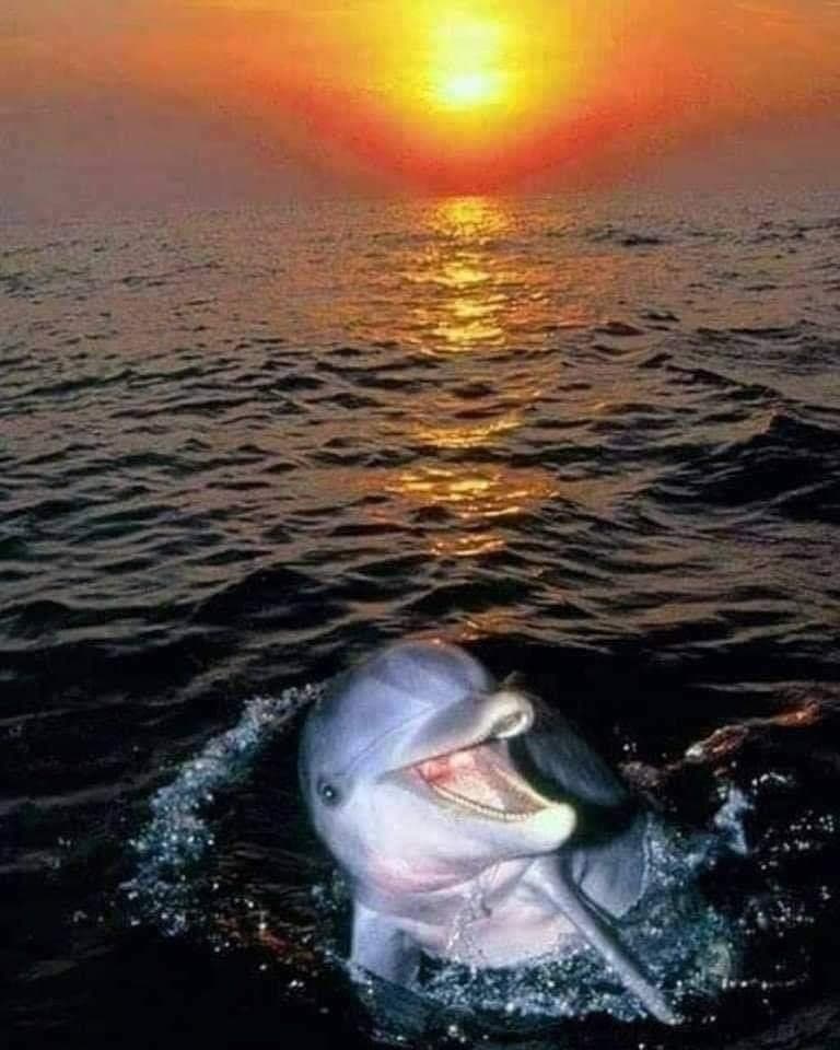A happy dolphin raising its head out of the water at sunset.