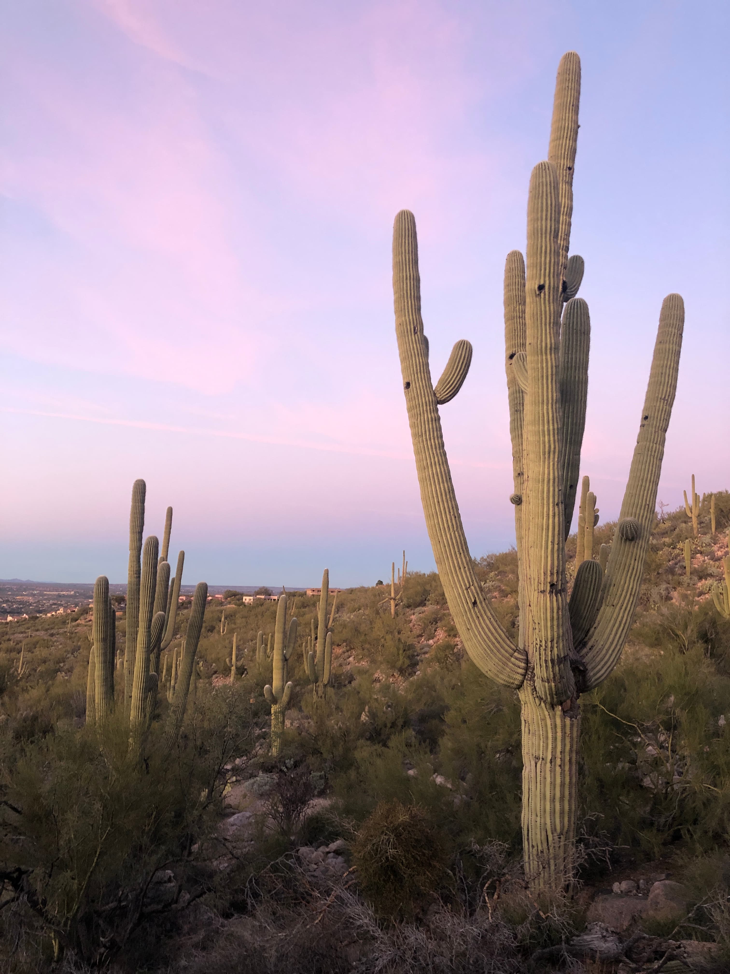 A tall cactus in a desert with a pink and purple sunrise.