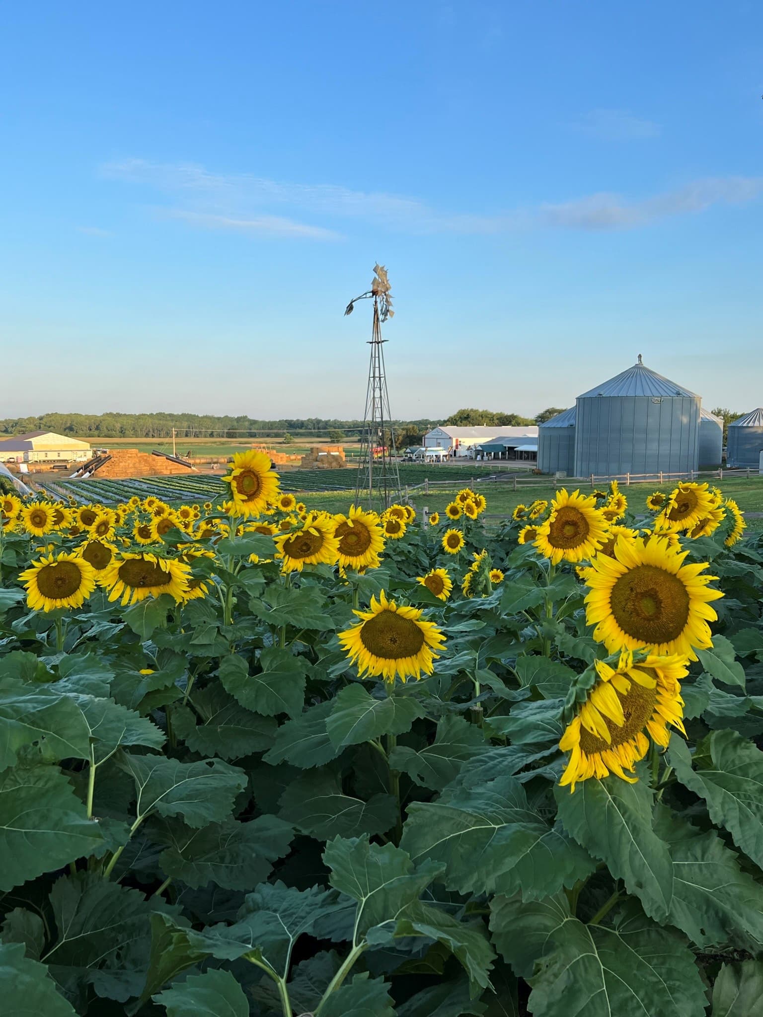 Photo of pretty sunflowers