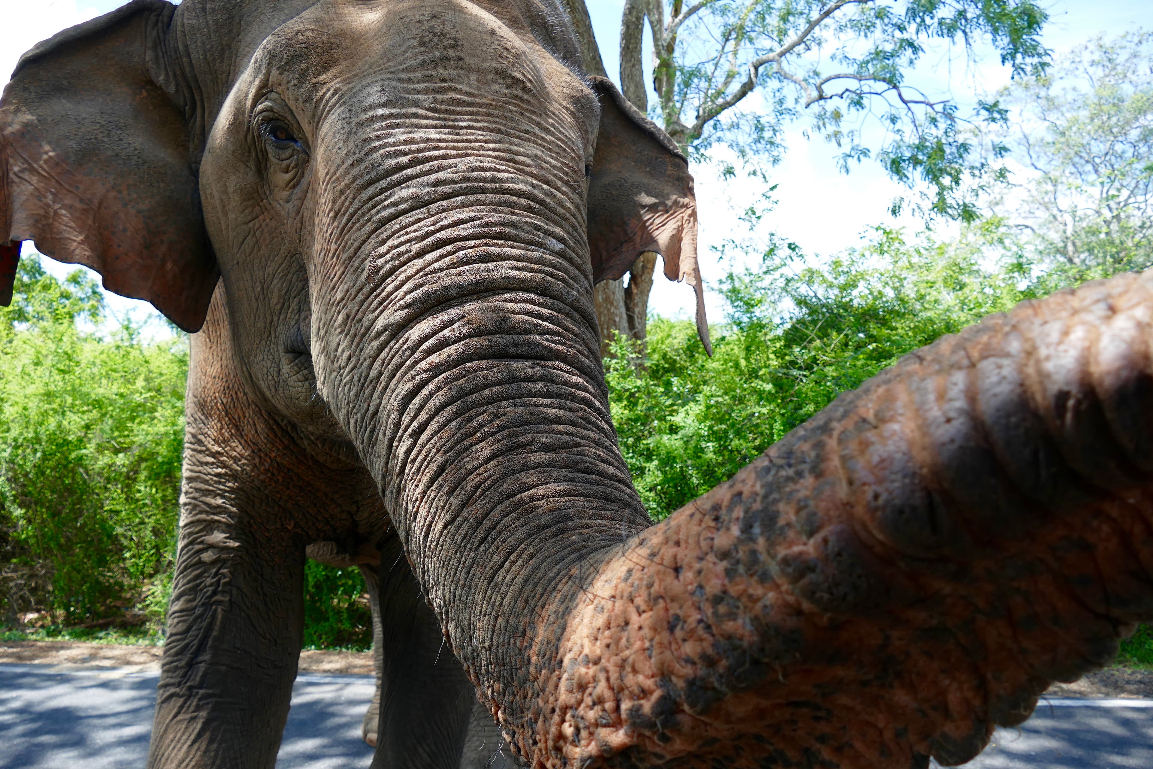 Close-up picture of an elephant in the wild