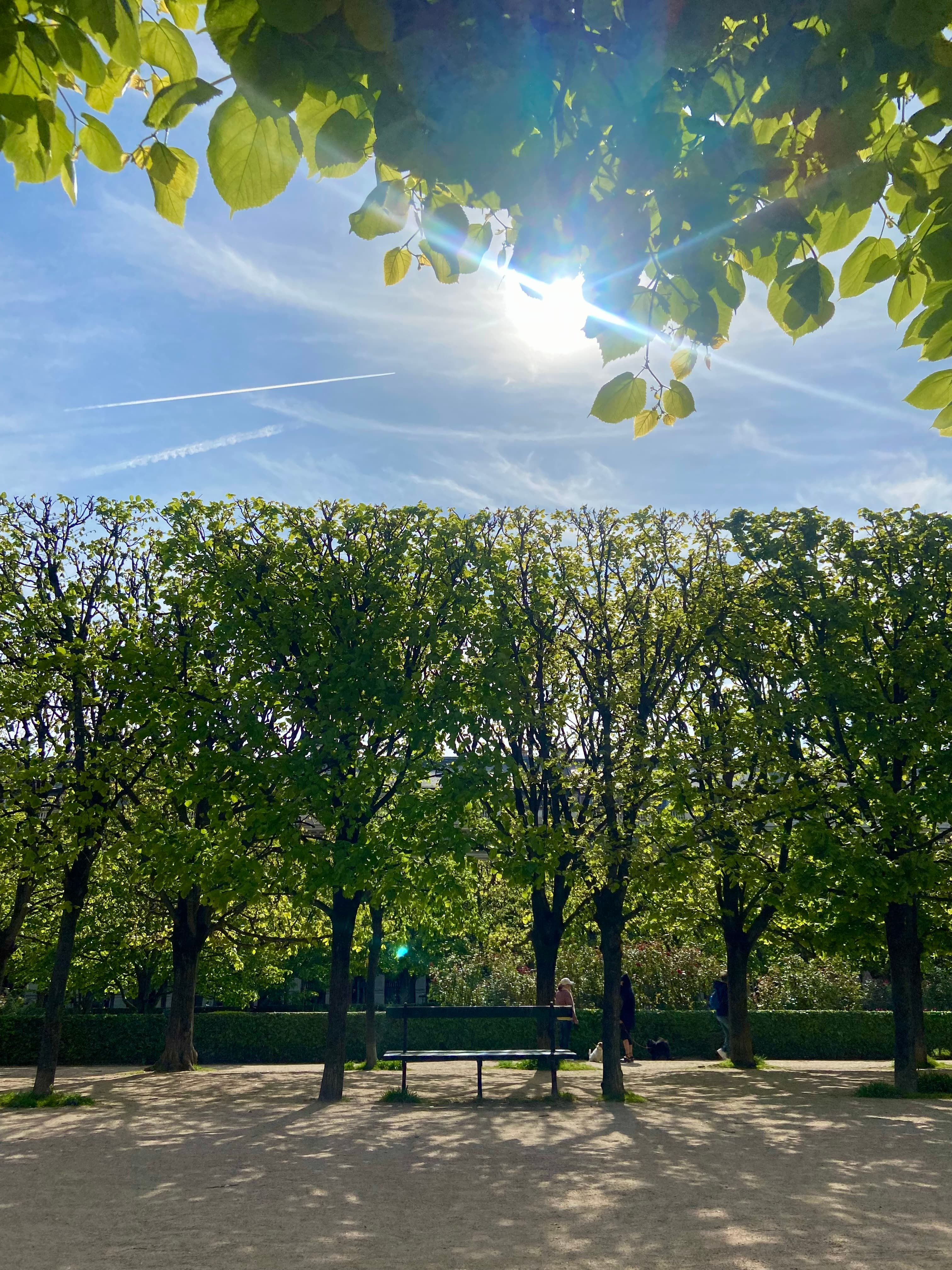 Beautiful view of trees