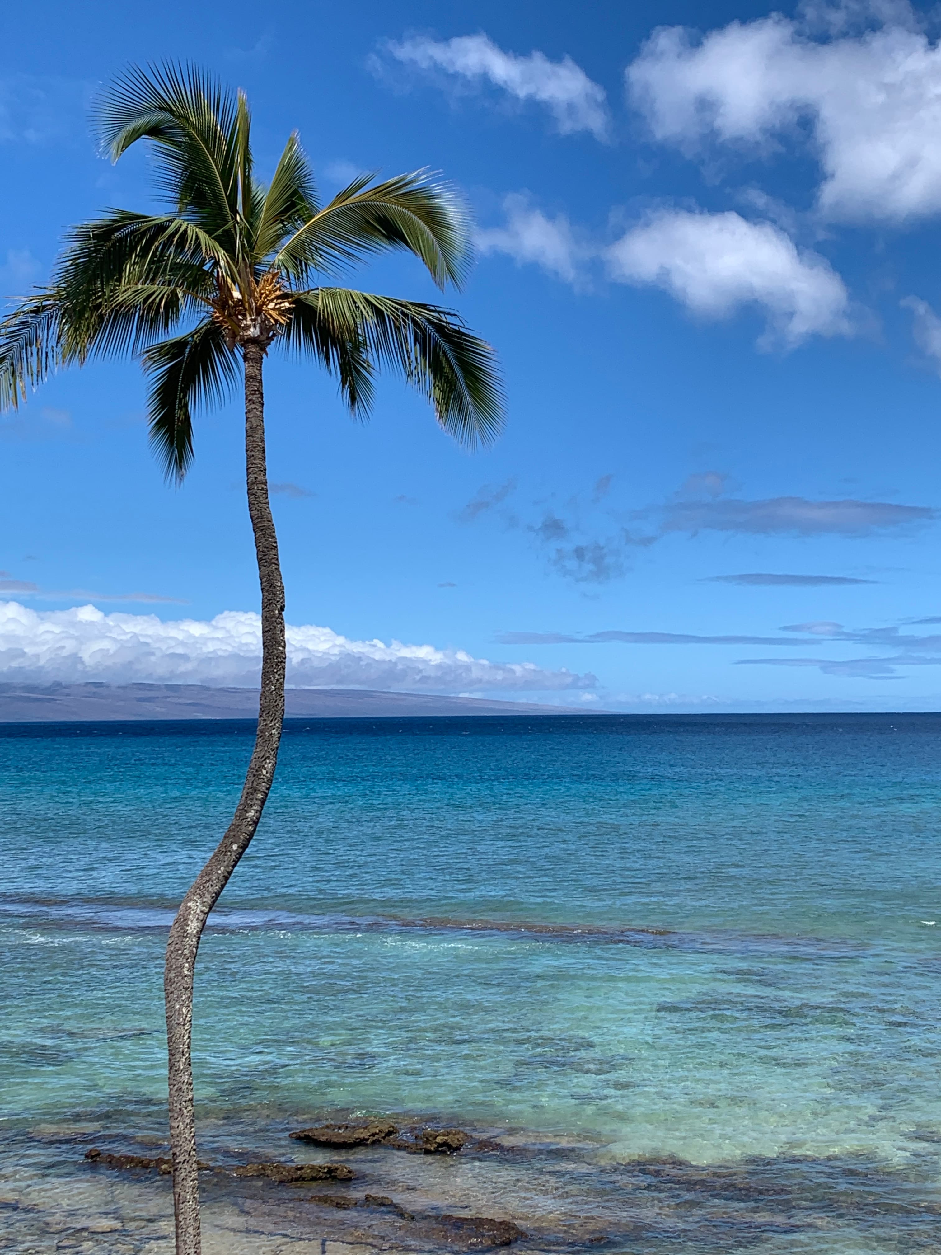 deep blue sea with a palm tree and clear skies
