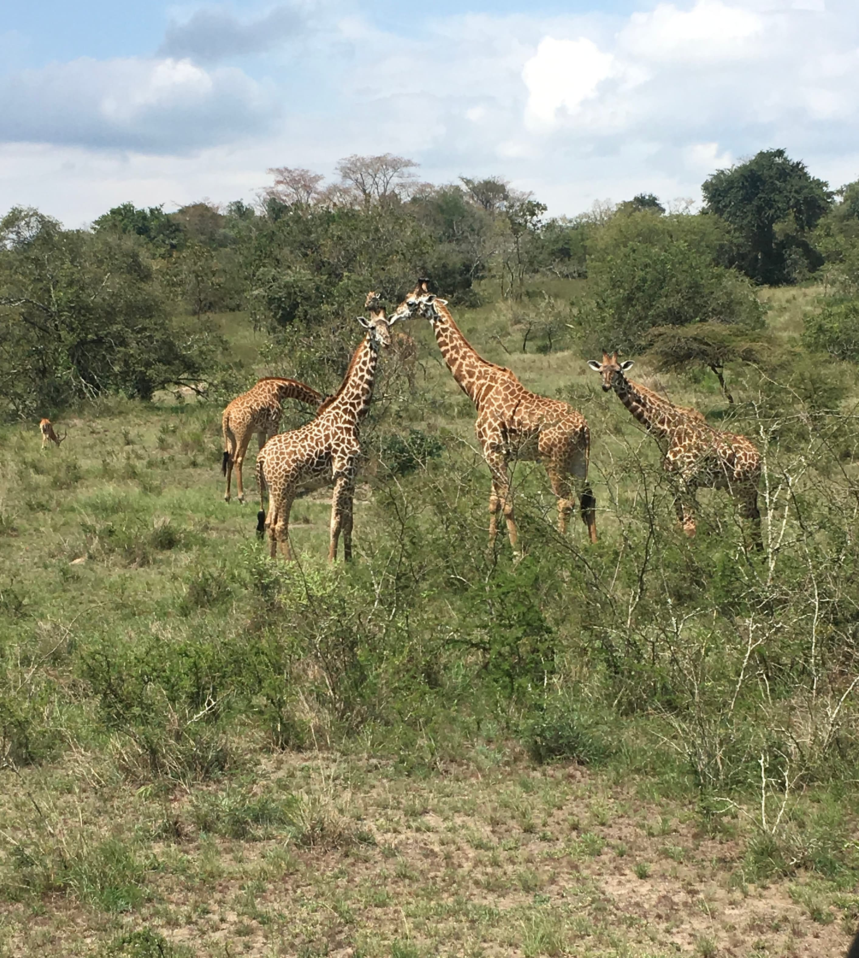 Photo of Giraffes in the wild