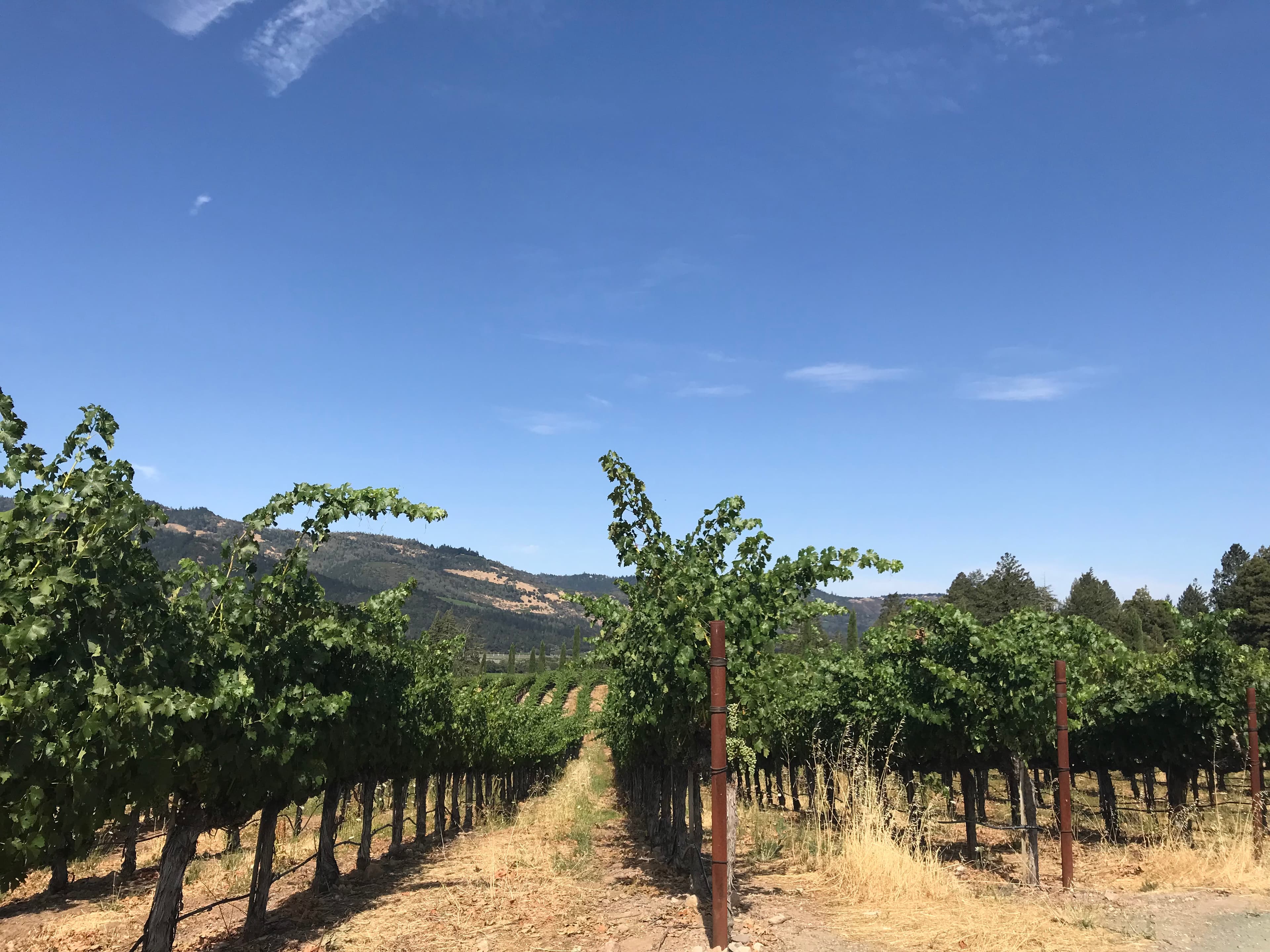 View of a plantation