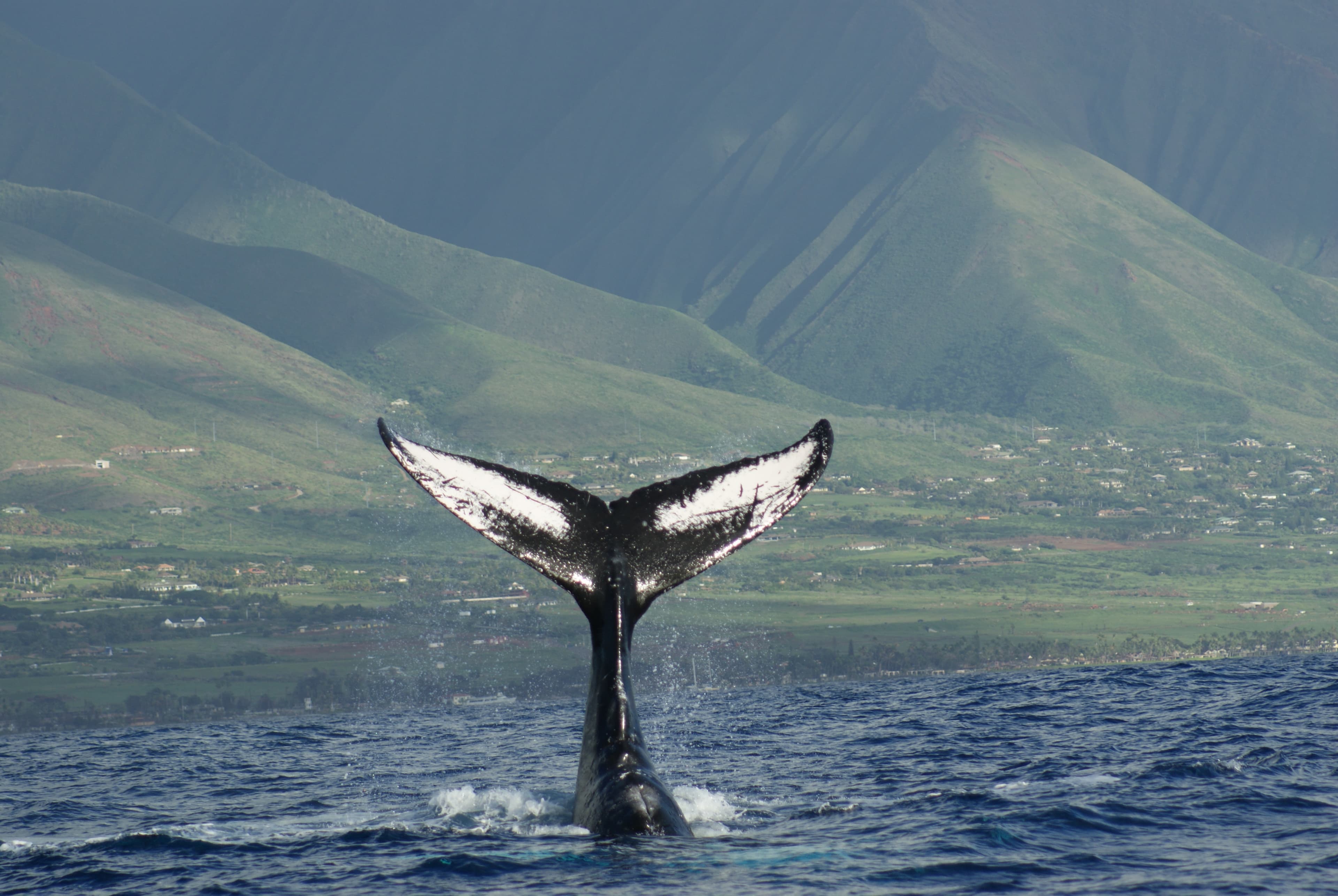 Picture of whale tail in sea