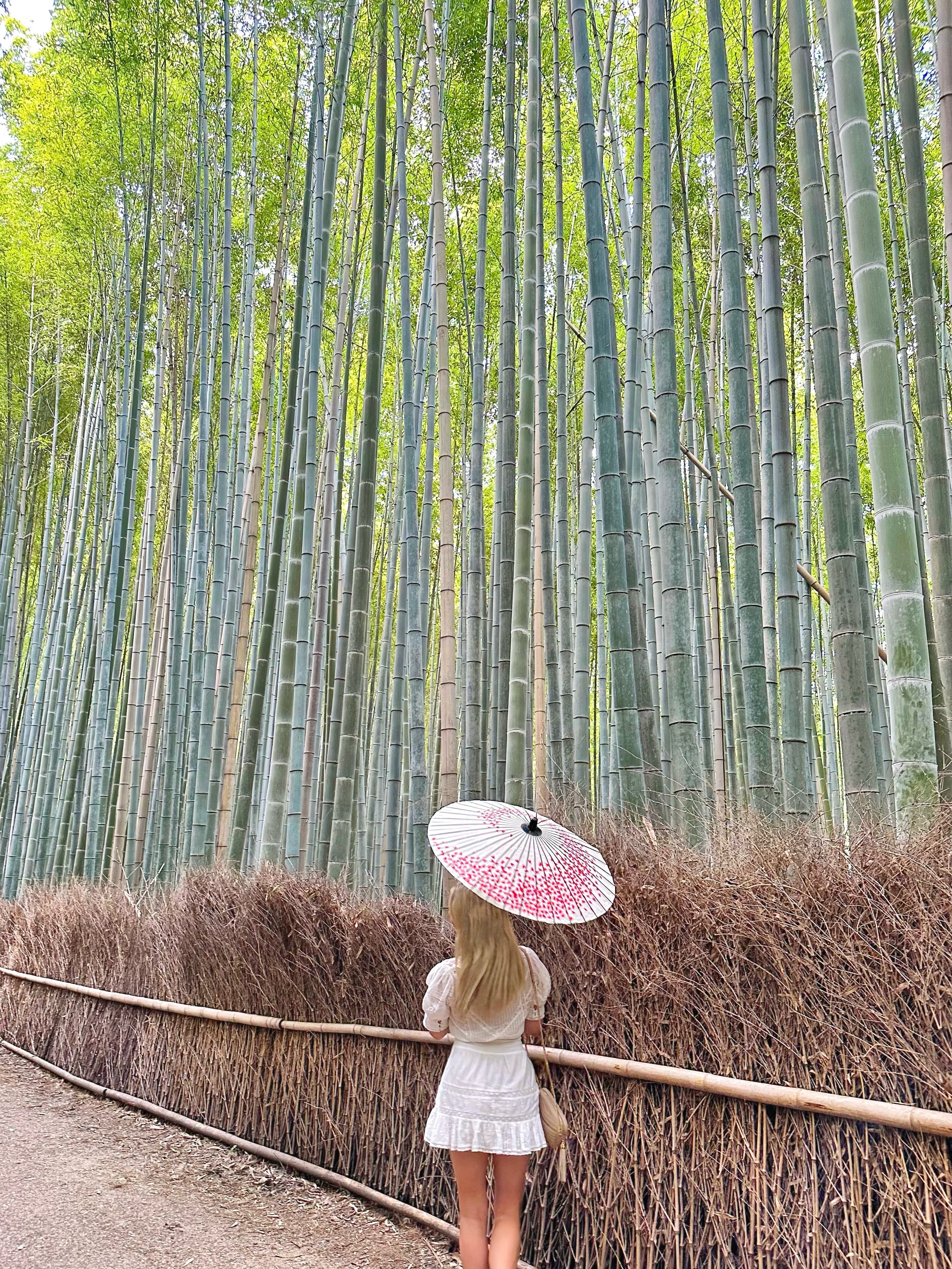 Looking at beautiful view of bamboos