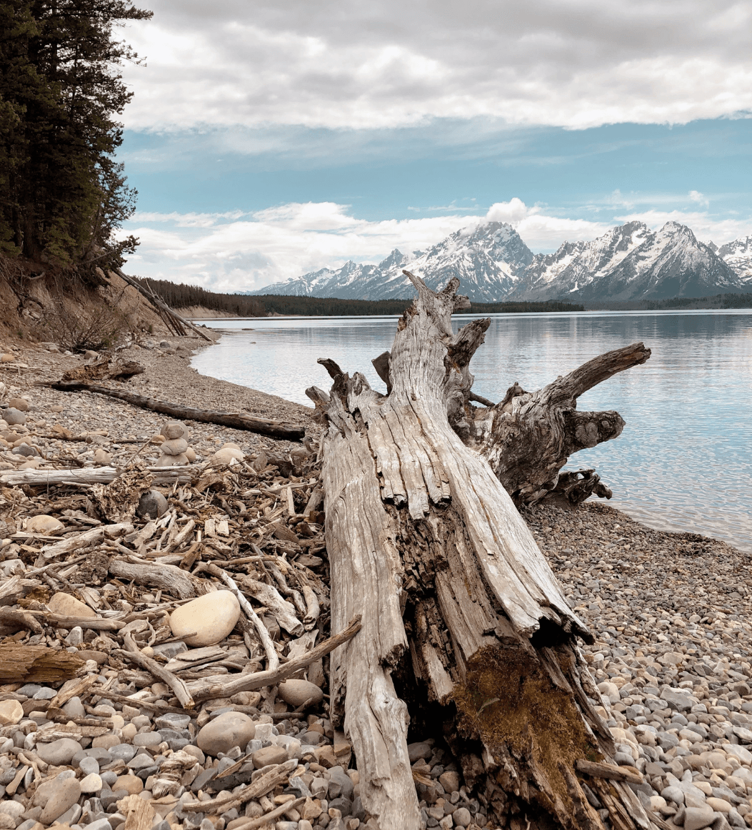 A log of driftwood on the shore