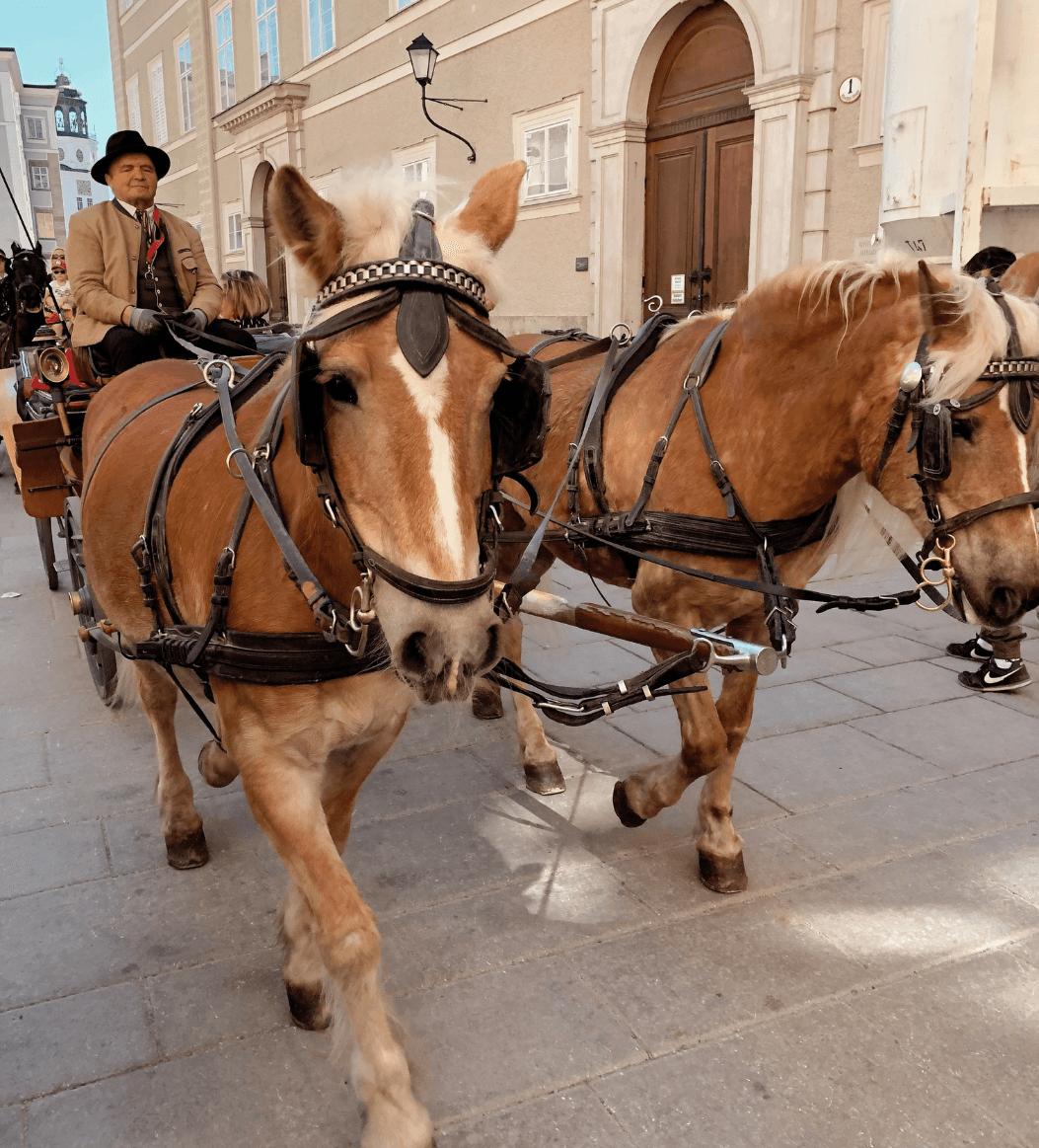 Man riding on a horse drawn carriage