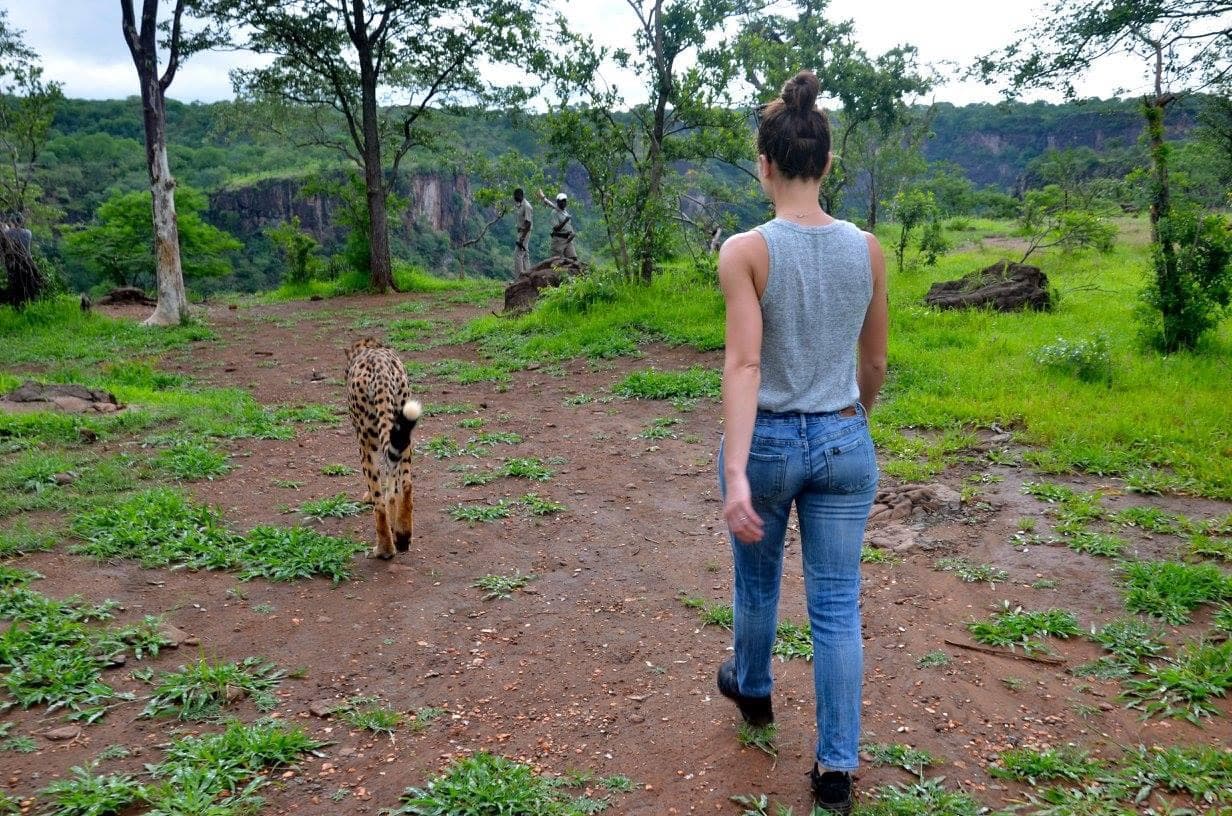Picture of Meghan walking towars a cheetah