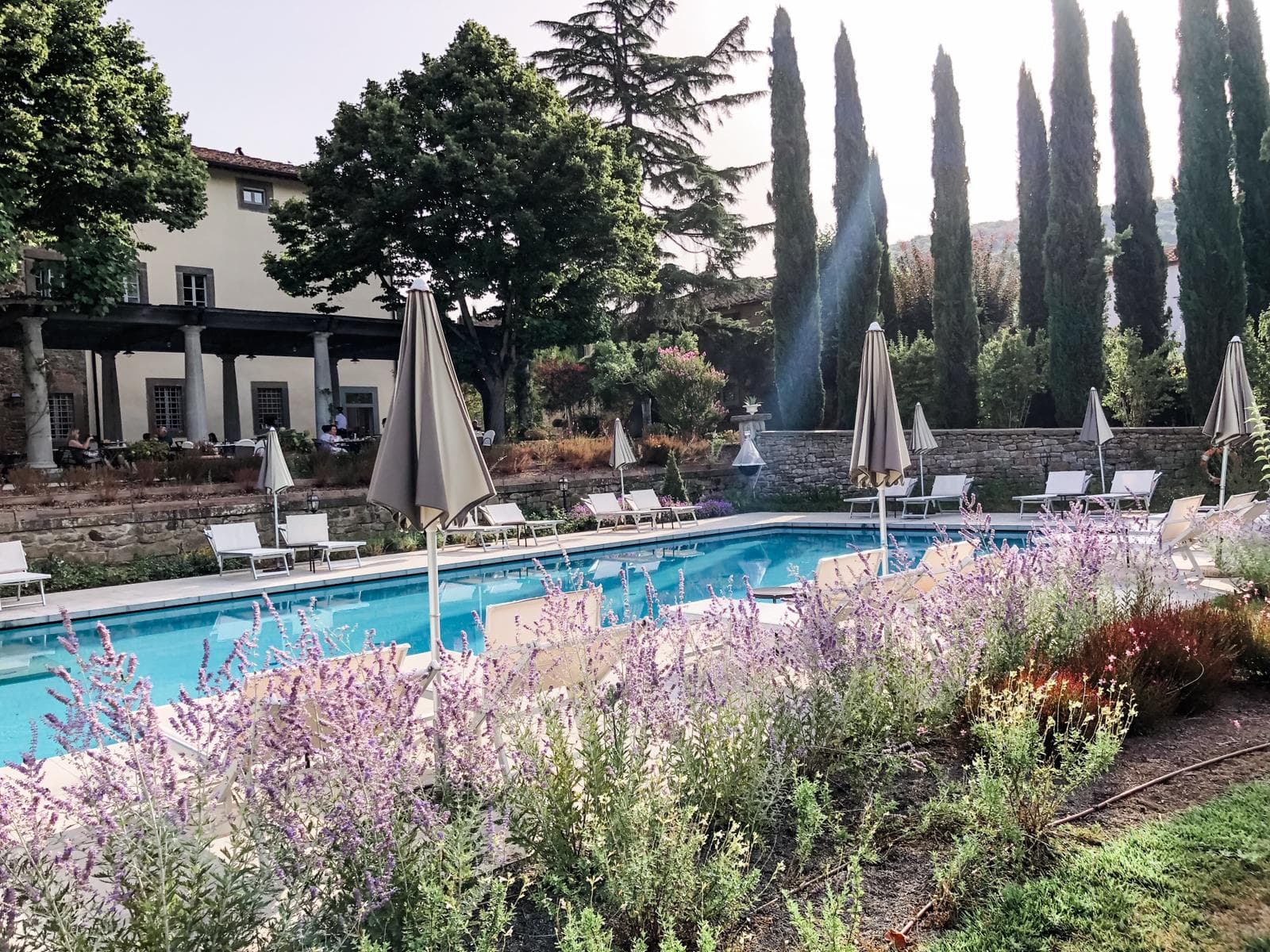 Beautiful lavendar along the pool