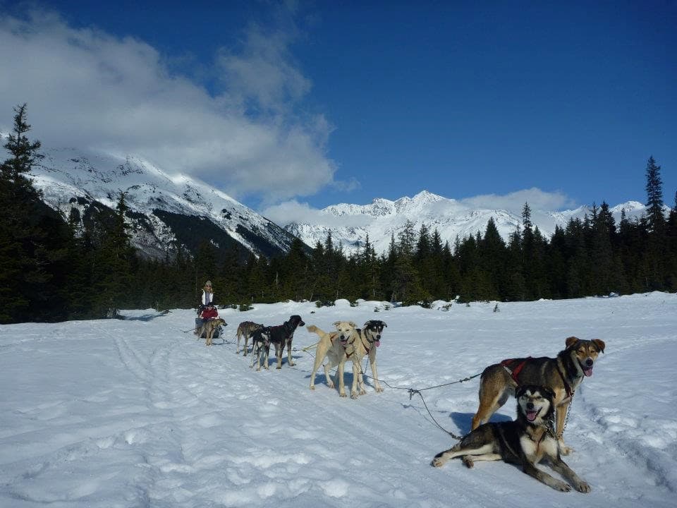 Dogs pulling a snow sled