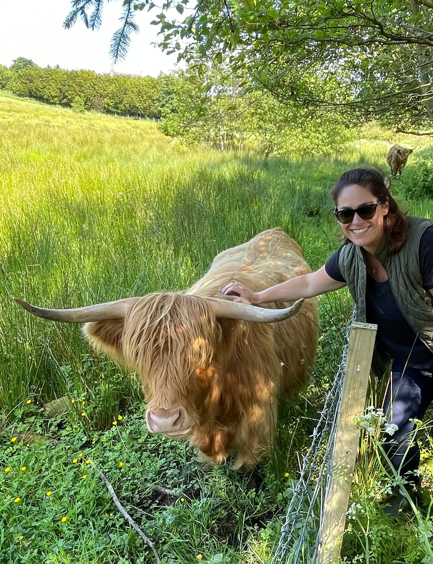 Petting a Highland cattle