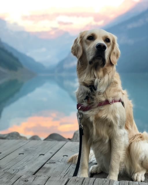 Picture of Golden Retriever dog