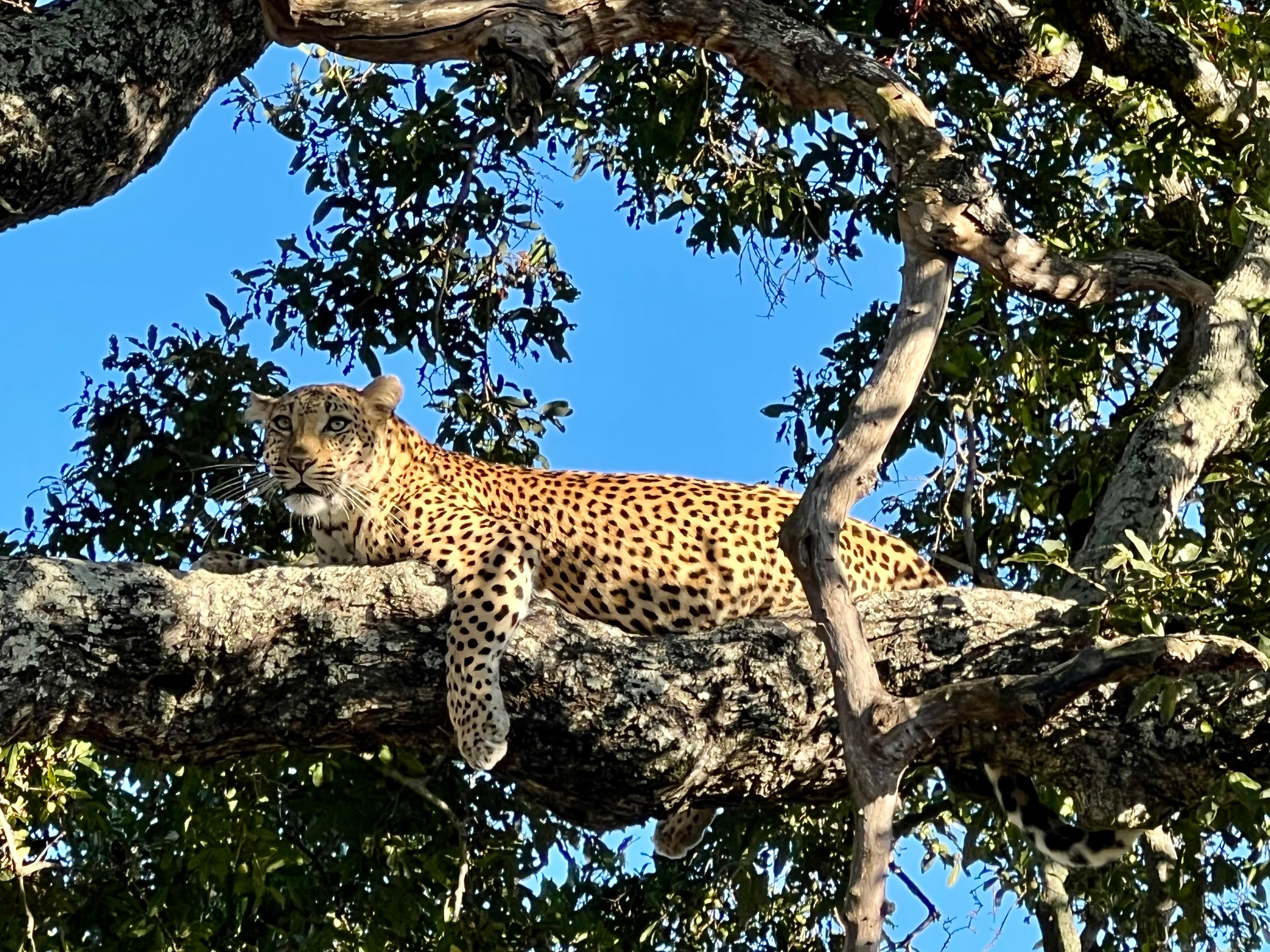 A cheetah sitting on a tree