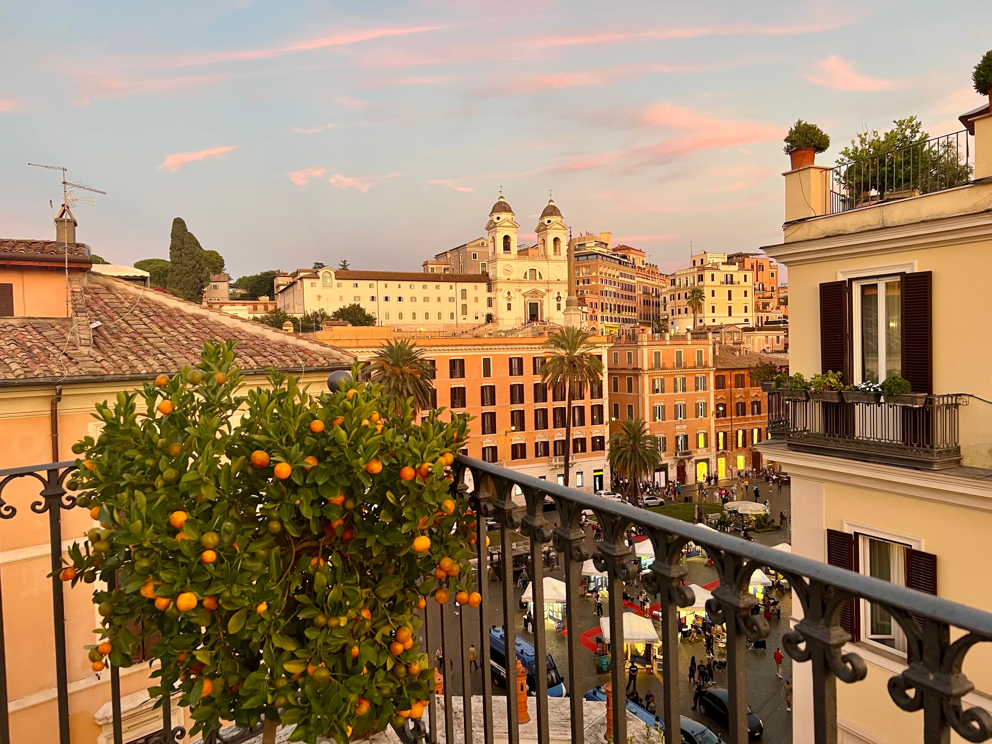 View of an orange tree