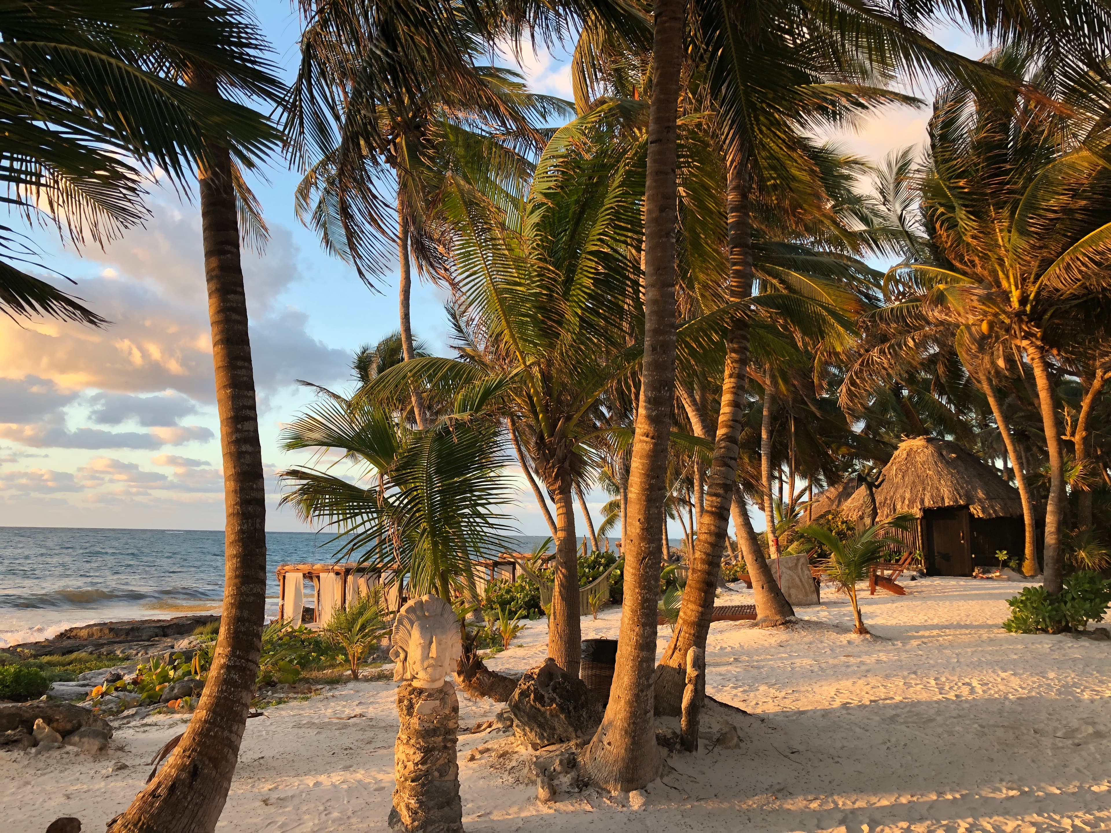View of palm trees on the beach