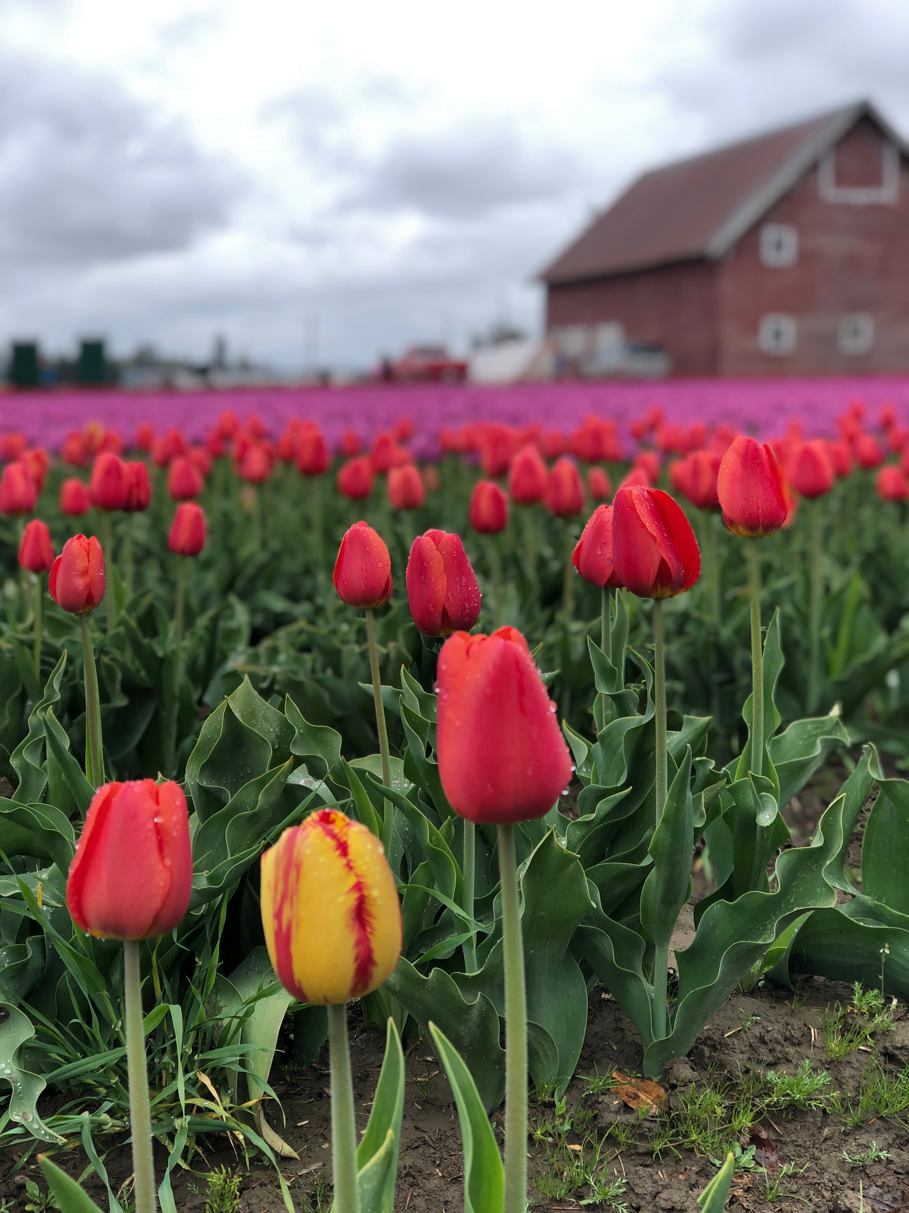 Beautiful field of Garden tulip
