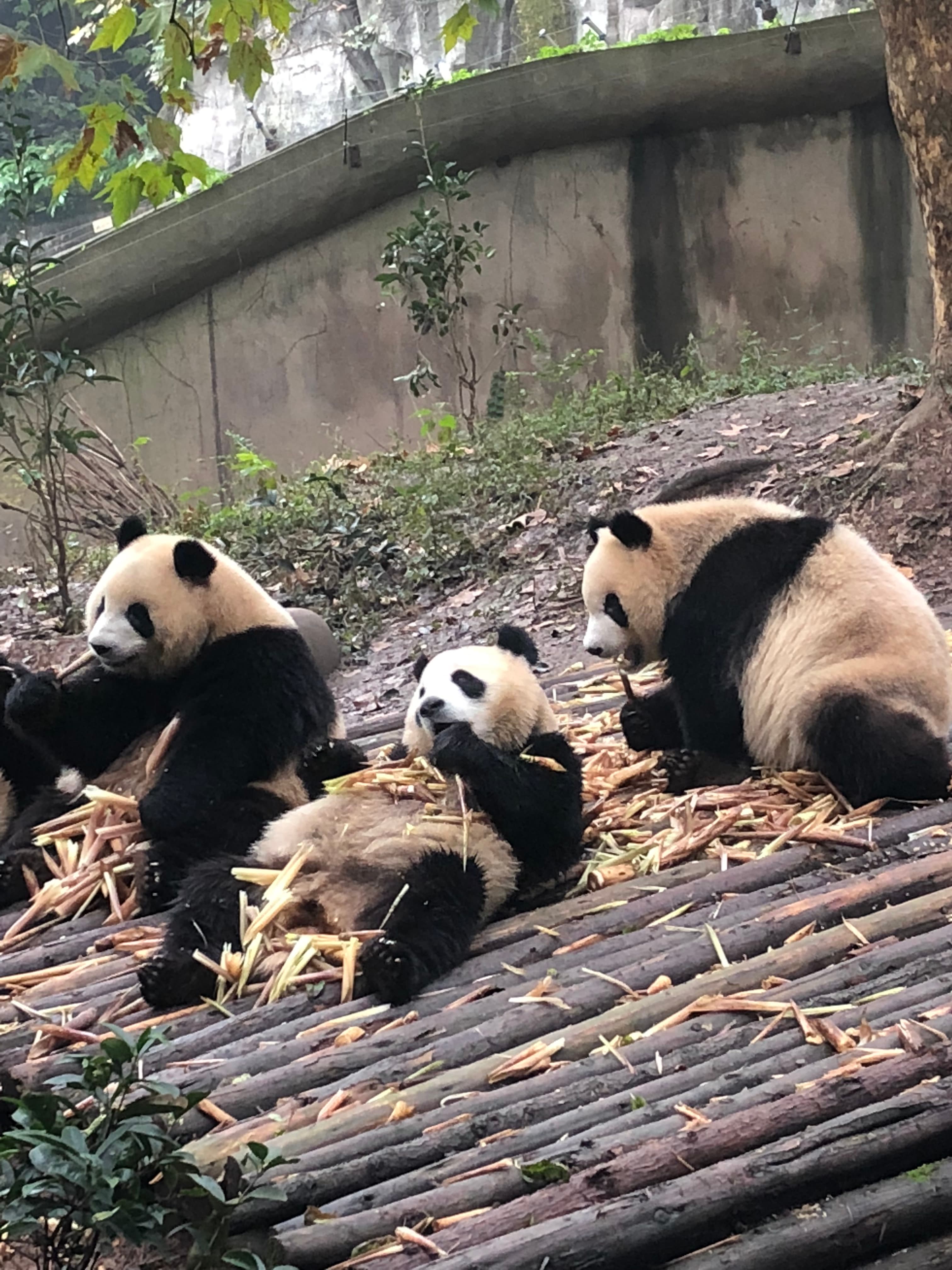 Picture of pandas lying on the ground