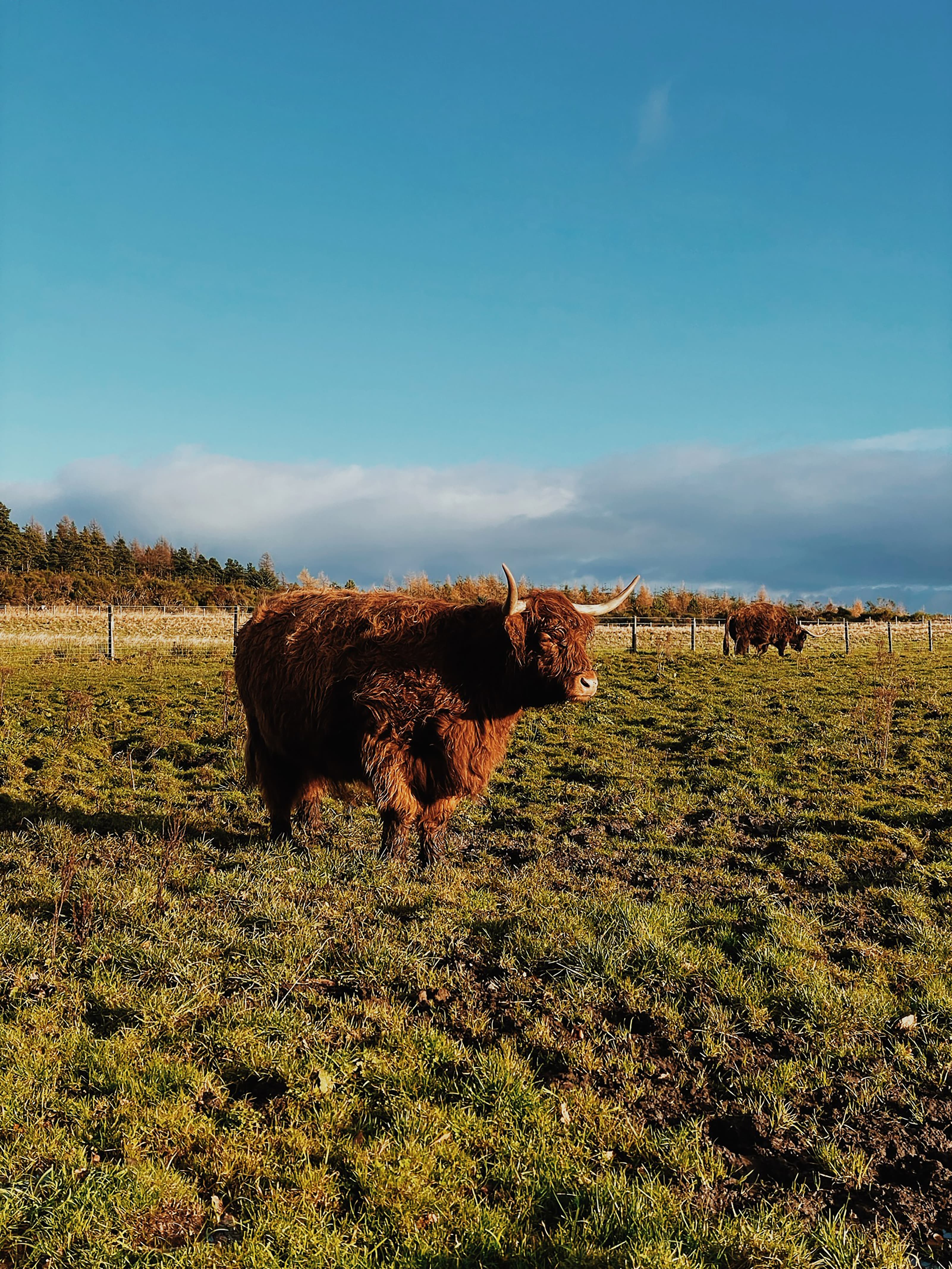 Picture of Highland cattle