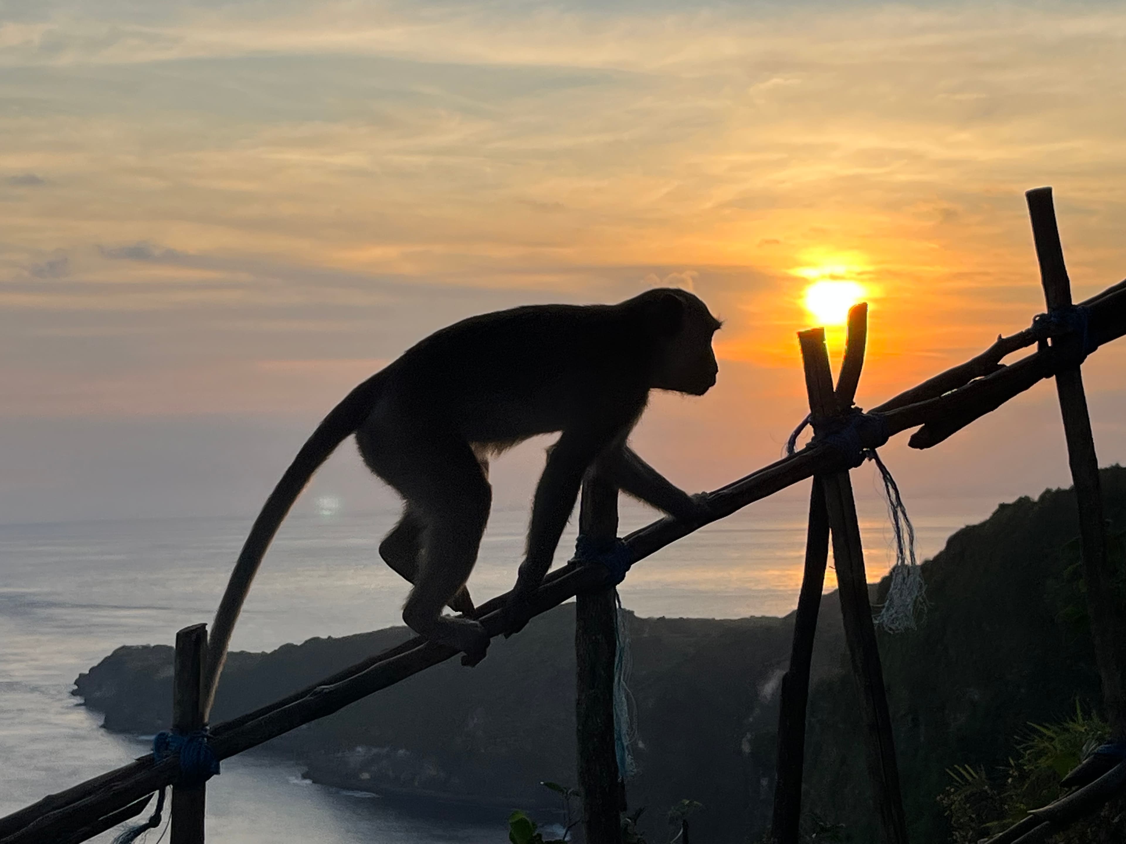 A beautiful view of sunset and monkey climing