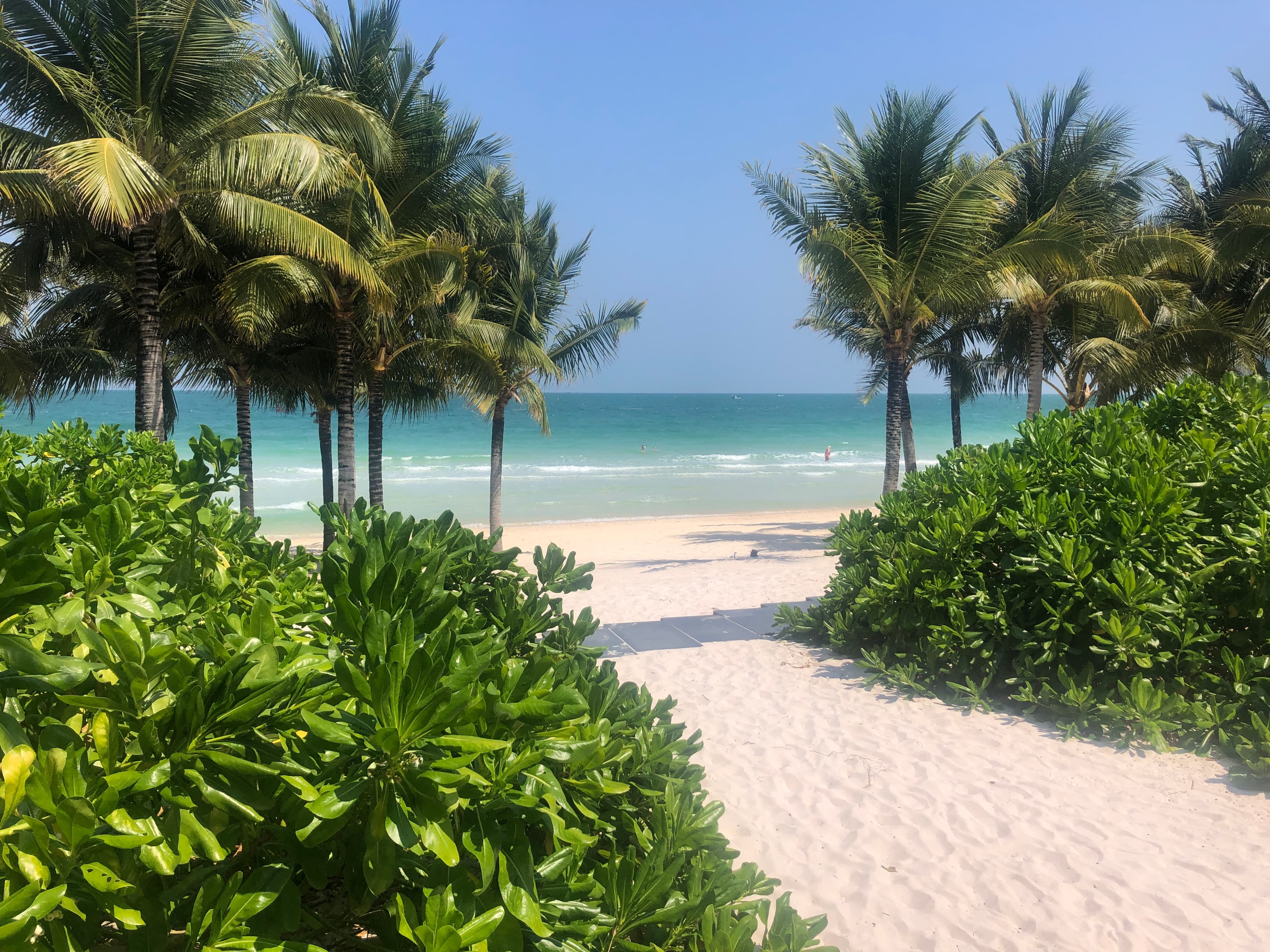 Beautiful view of Beach naupaka