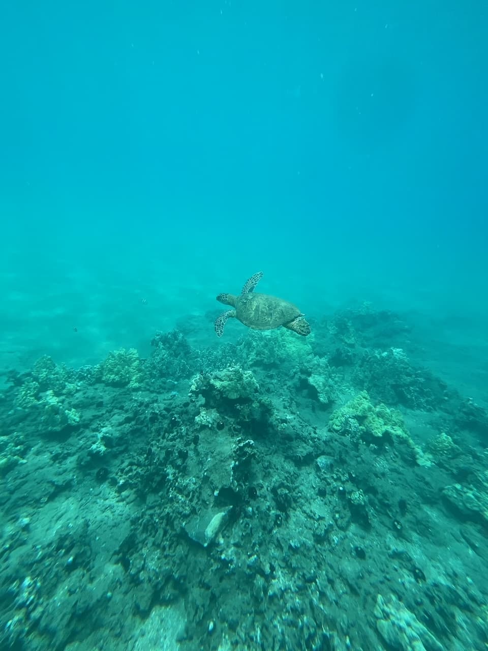 Picture of Green sea turtle swimming in water