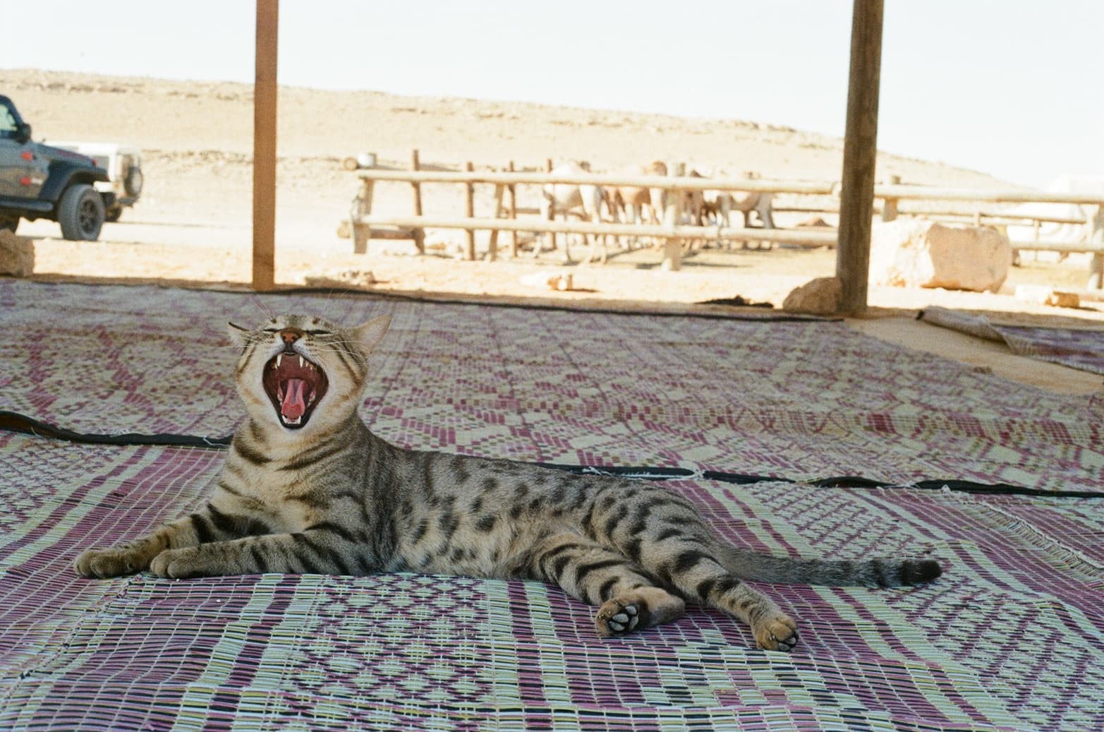 Picture of a Bengal cat yawning