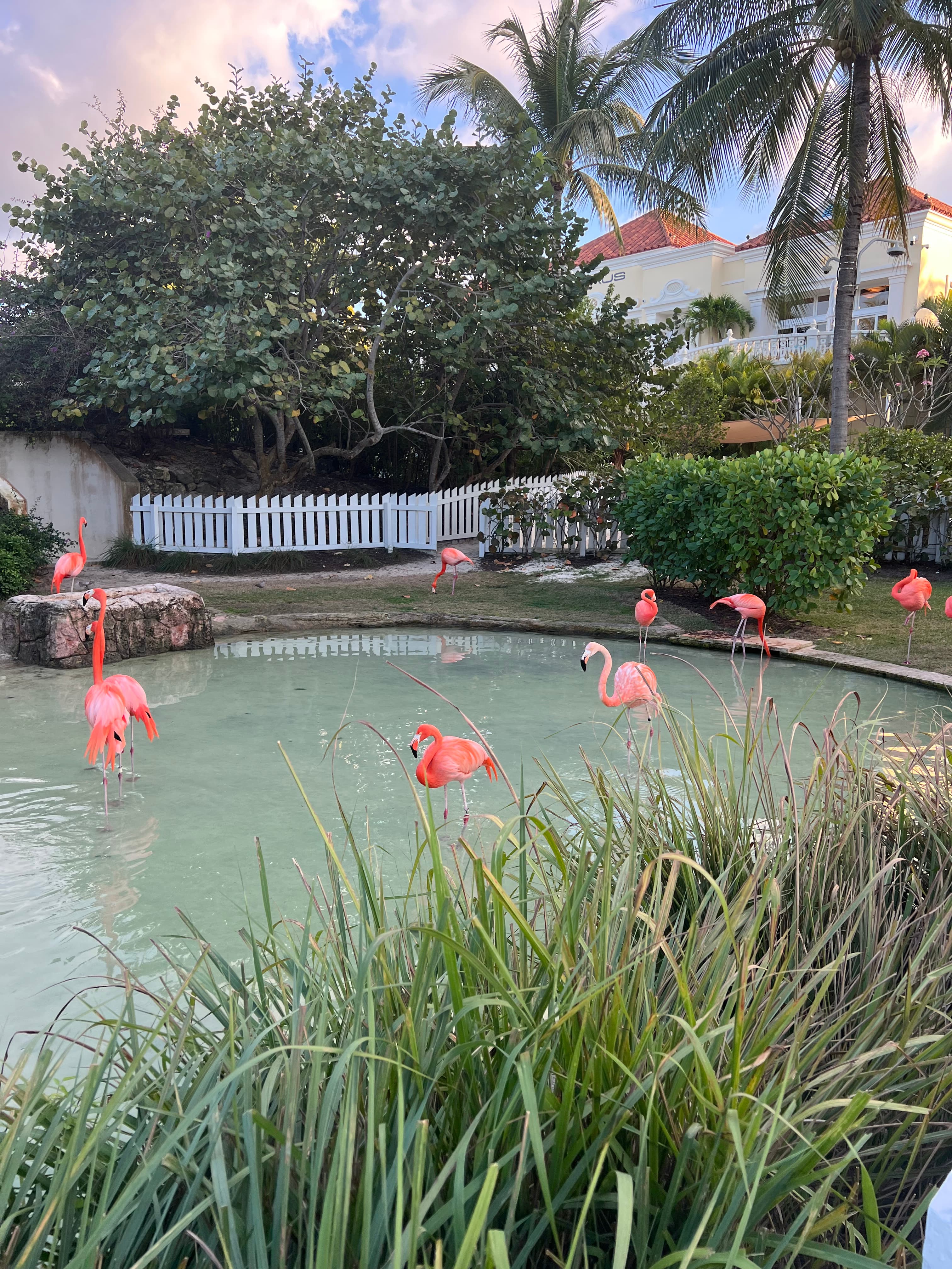 View of flamingos in the pond
