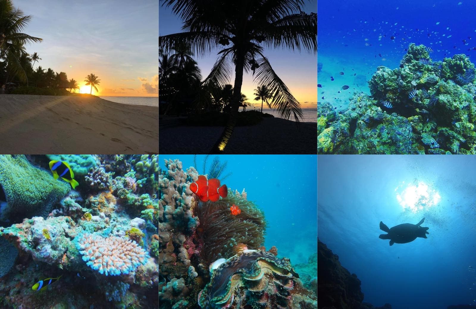 A picture collage of sea life