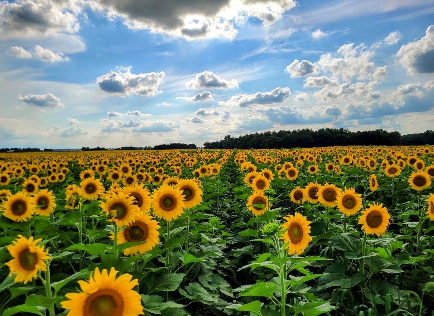 Beautiful view of sunflower field