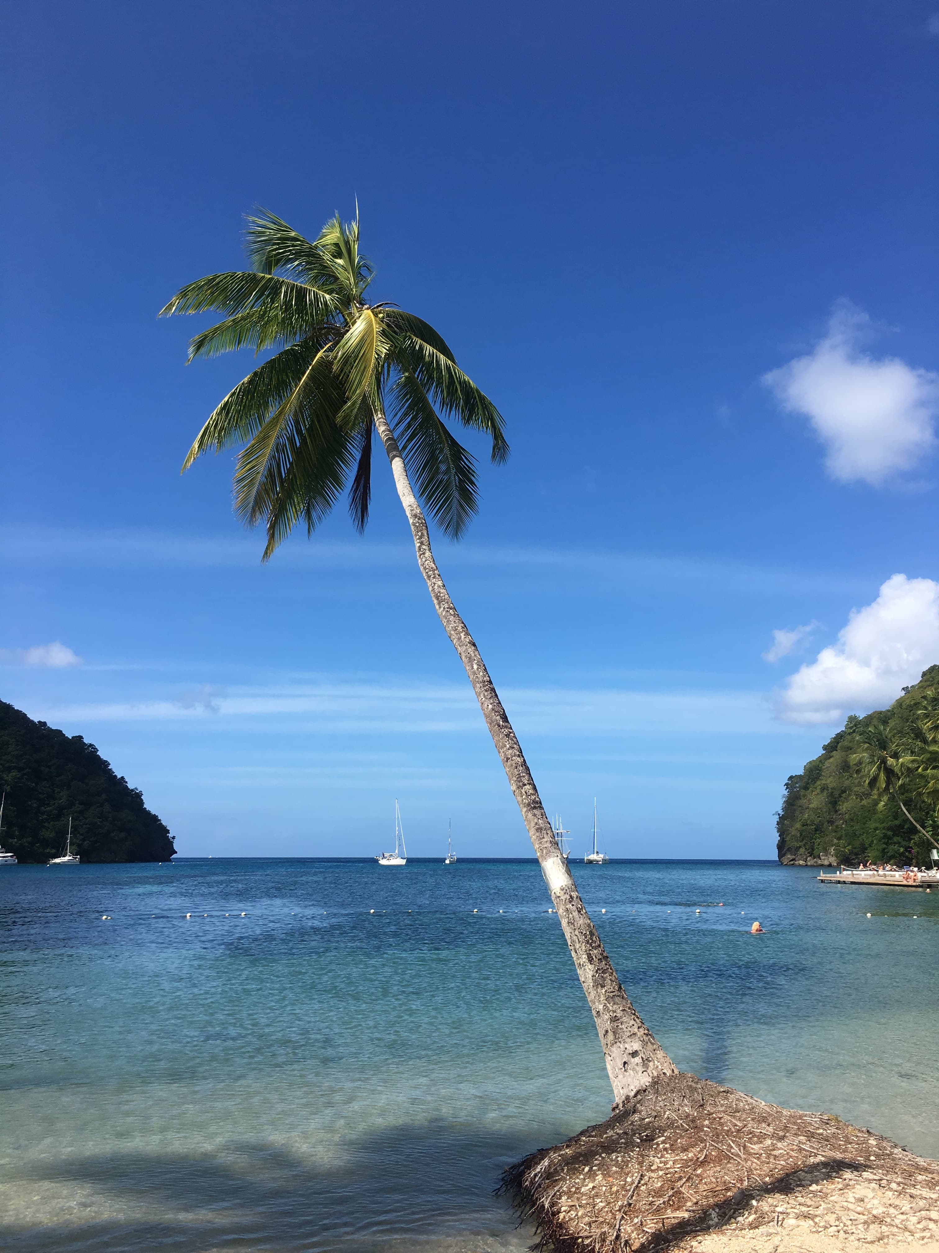 View of a palm tree on the beach