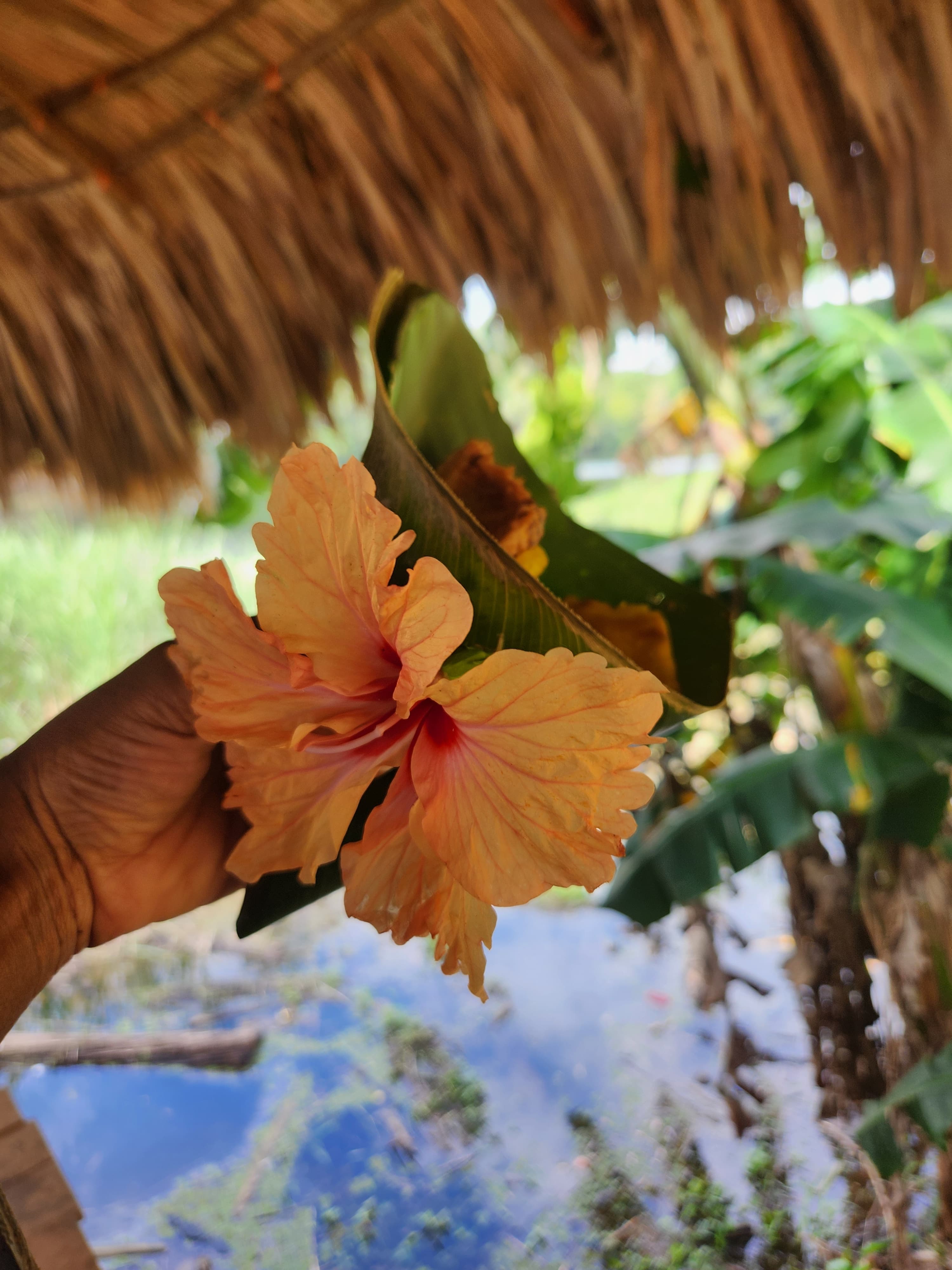 A beautiful picture of Shoeblackplant in hand