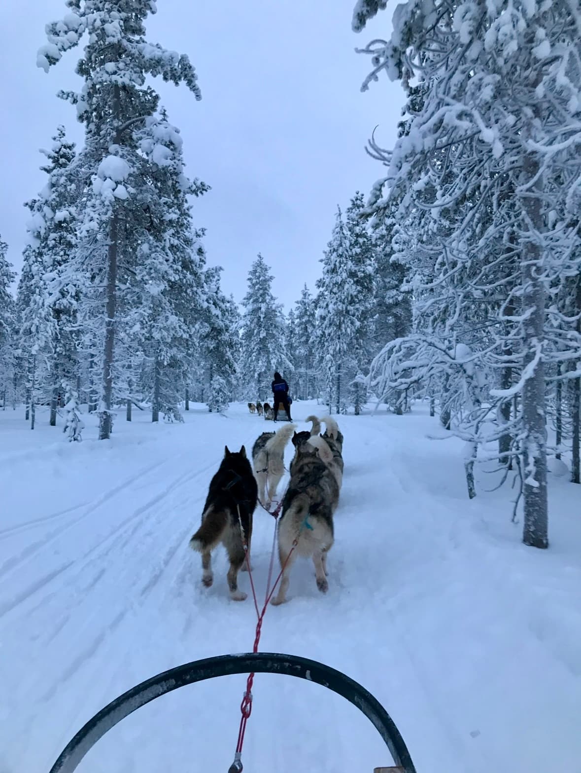 Picture of dog sledding