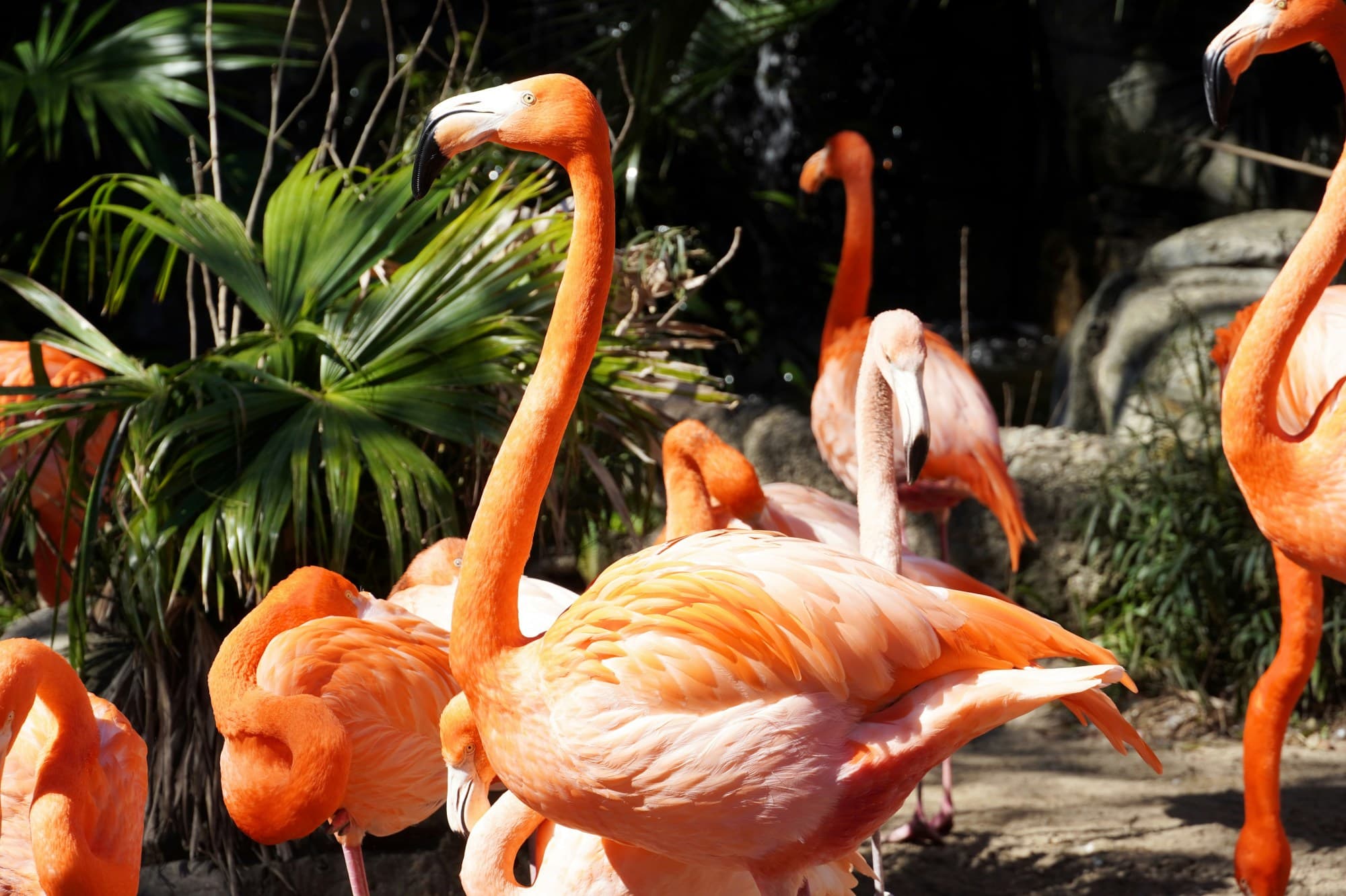 A group of flamingos.