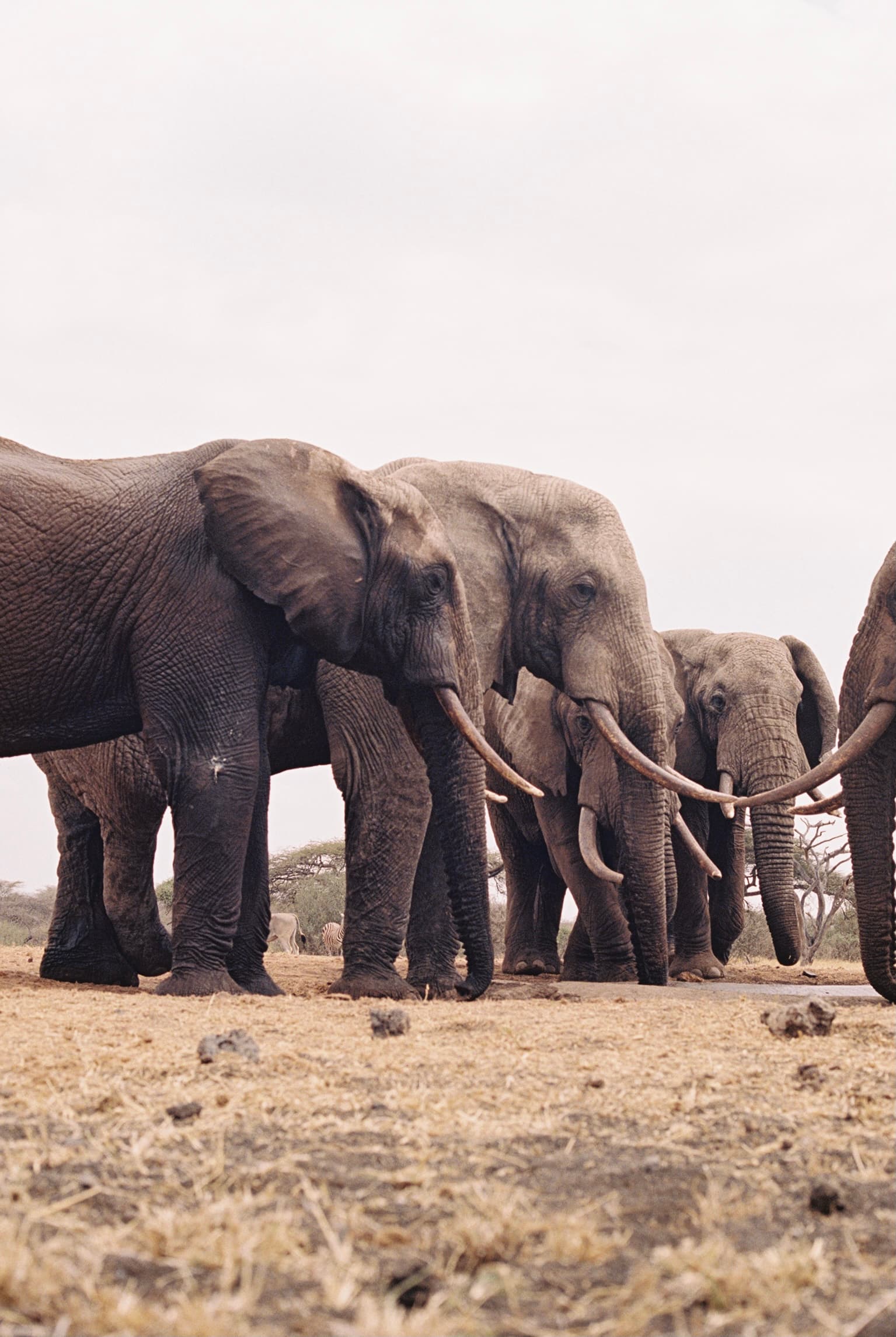 Picture of a herd of elephants