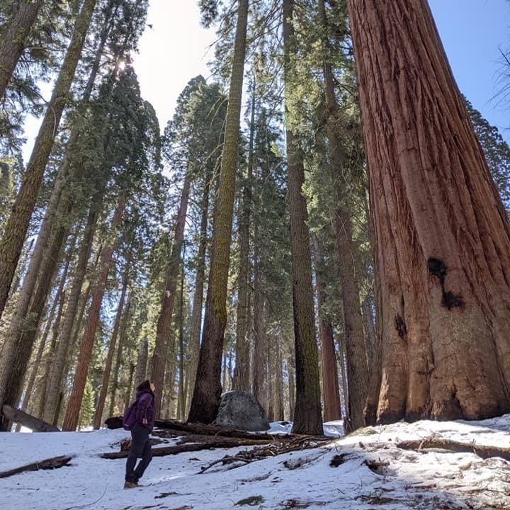 Exploring the forest