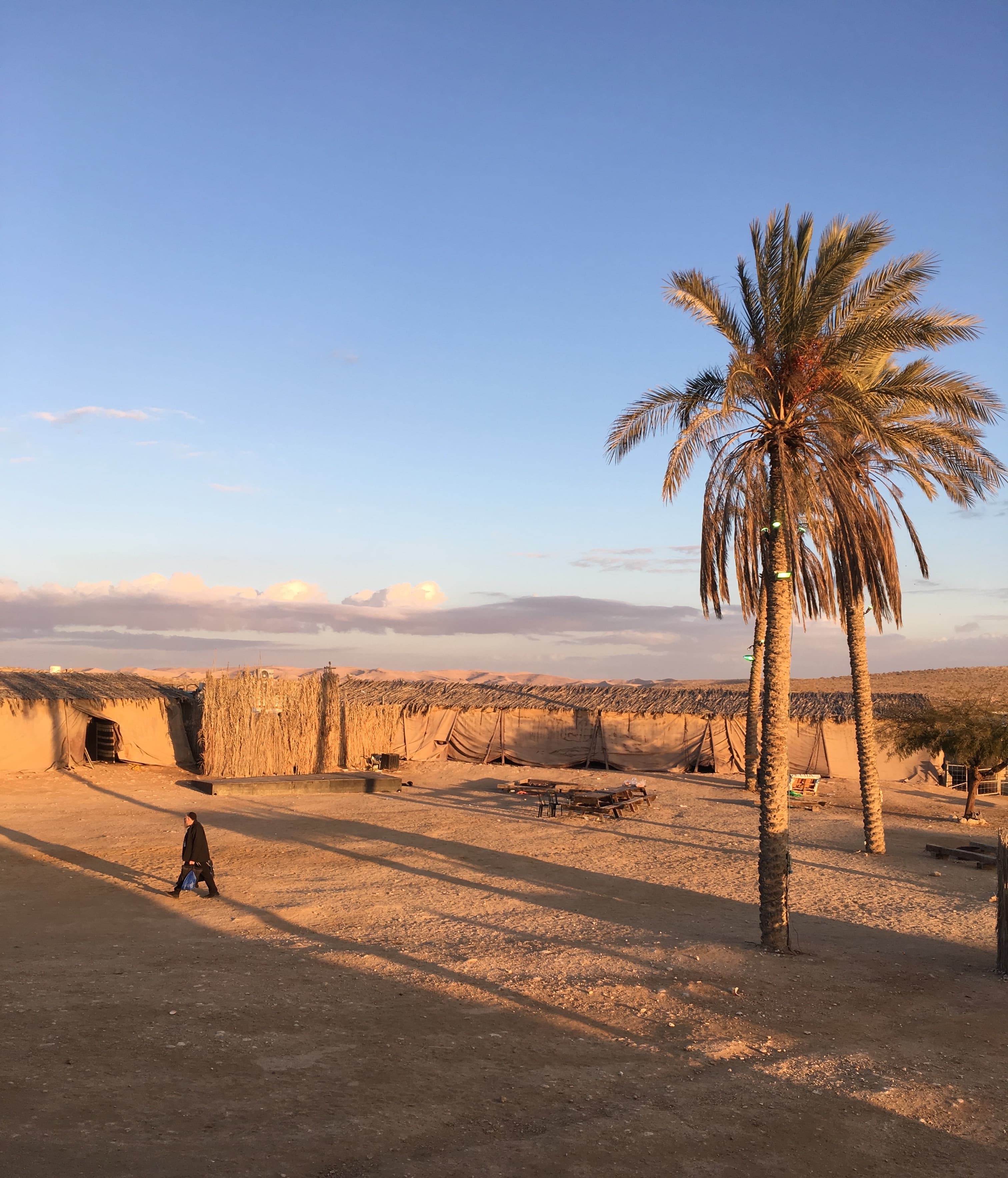 A tree in the desert