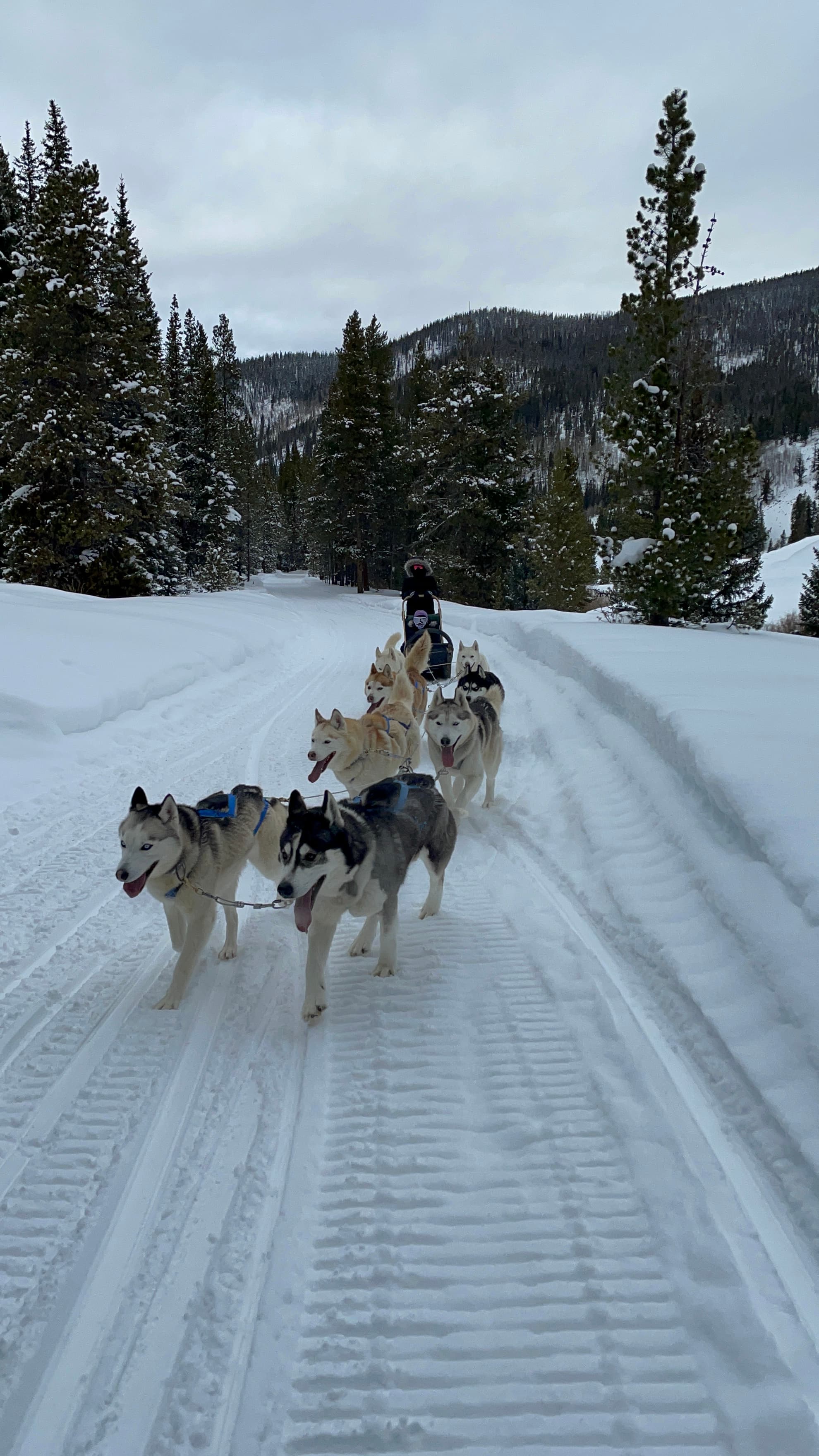 Dogs pulling a sled