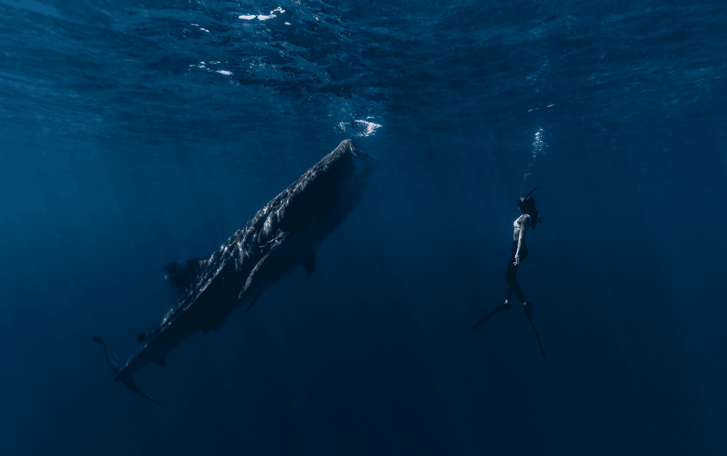 Your Ultimate Guide to Whale Sharks in Mexico curated by Hannah Patten