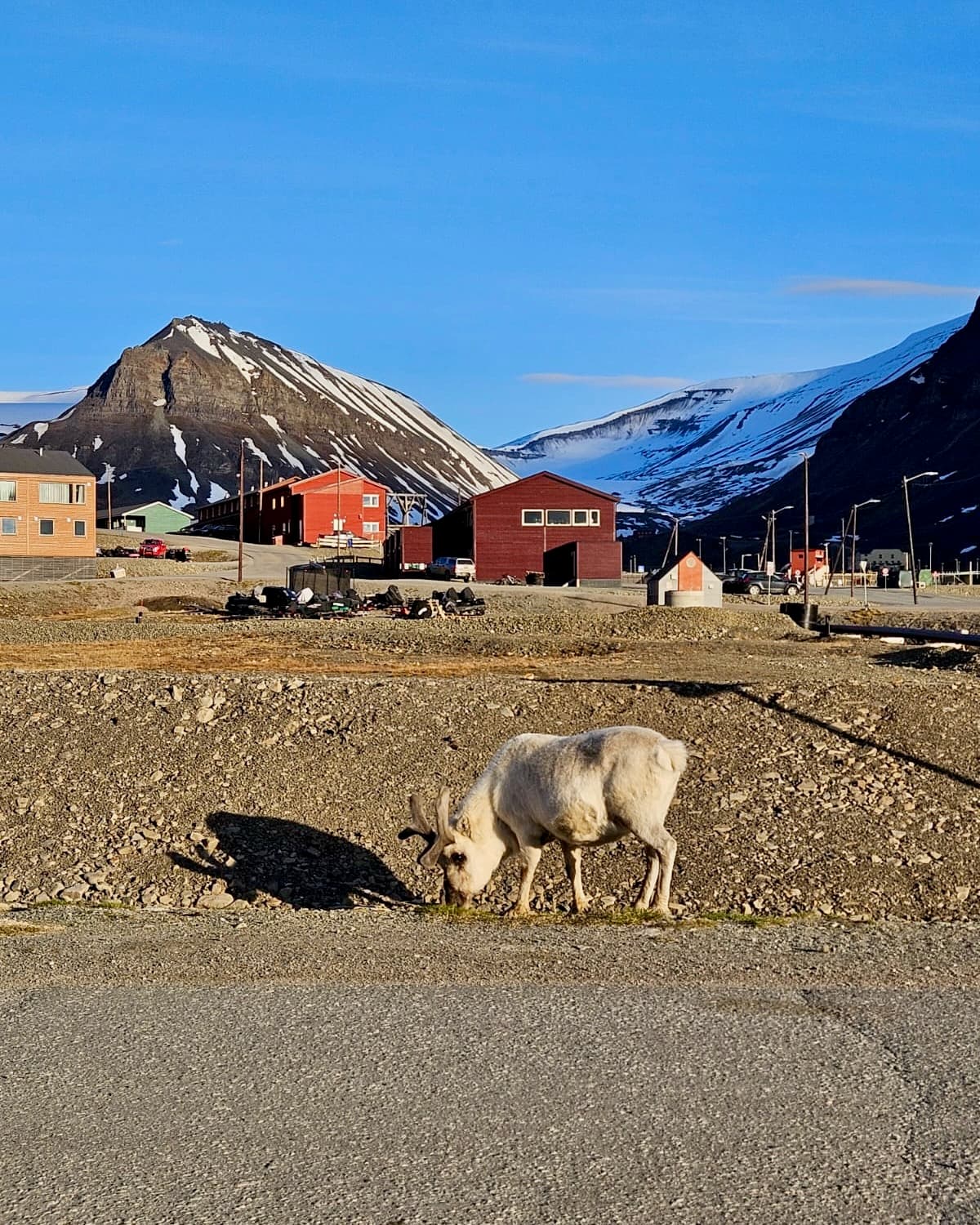 Arctic Appetites: Dining Adventures in Svalbard curated by Sarah Elwell