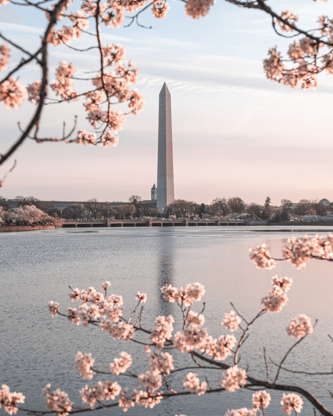 Guide to DC Cherry Blossom Season curated by Cali Woj