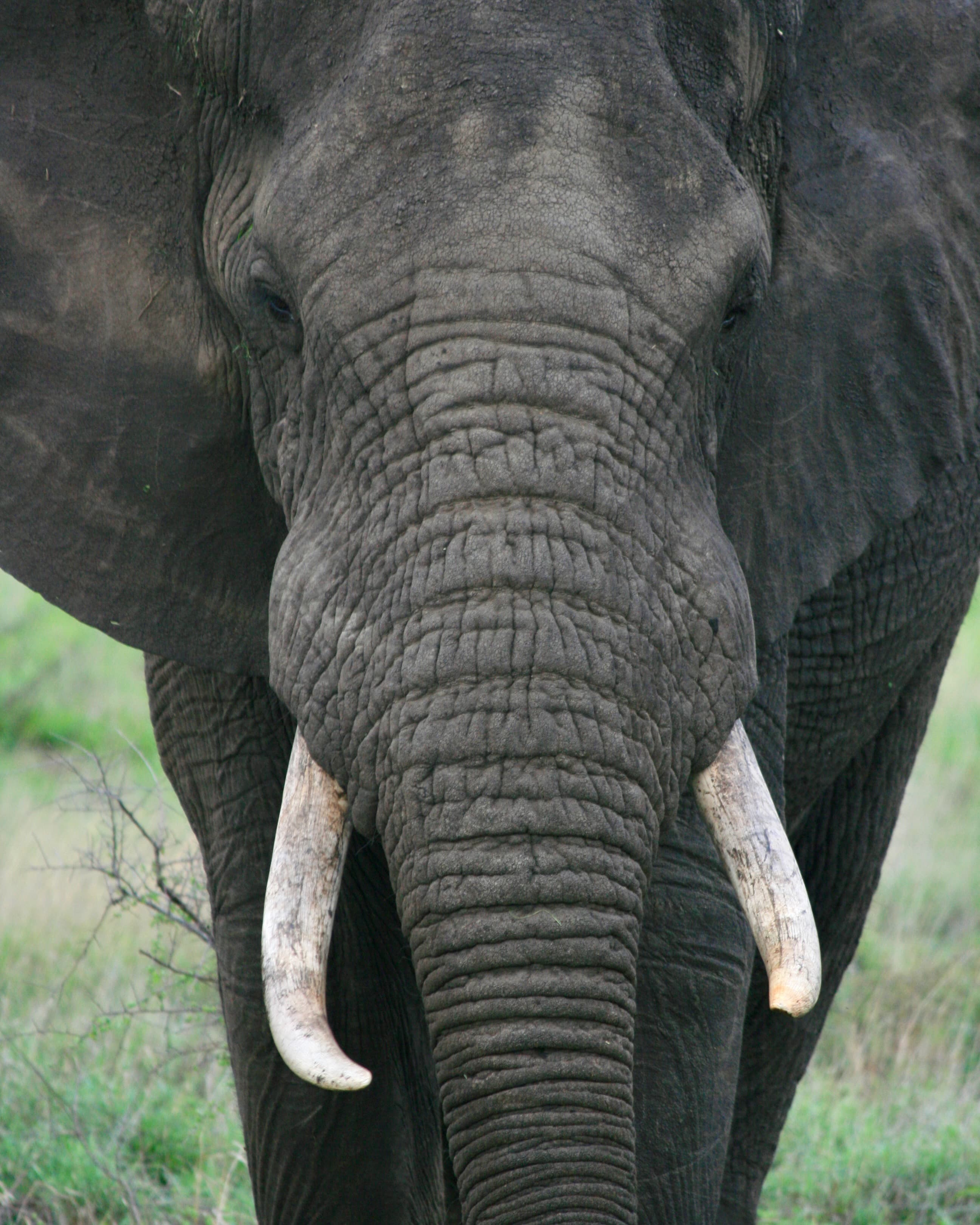 Family Adventure in Chobe: A Botswana Safari Experience curated by Sarah Elwell