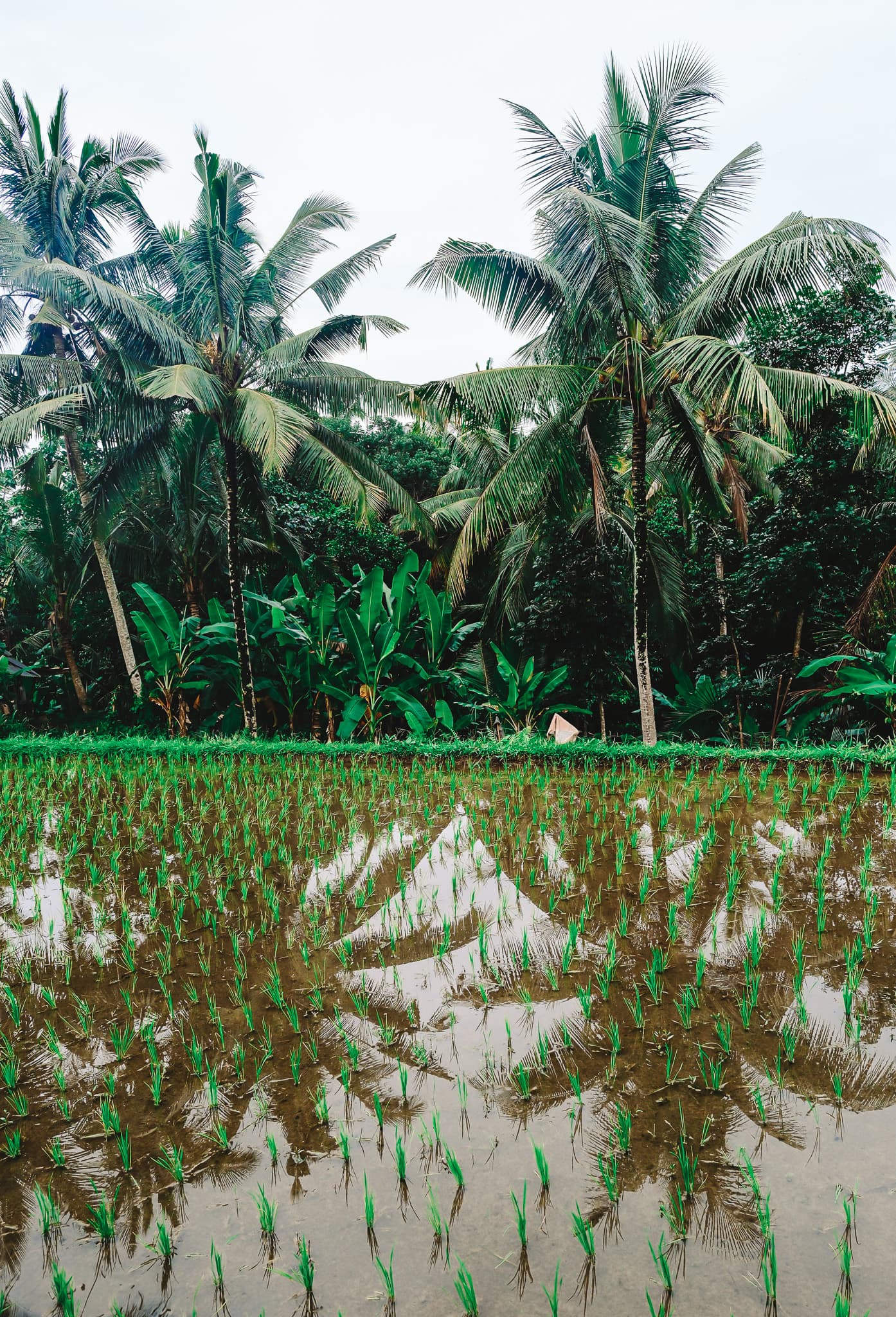 Bali Beyond the Beaches: A Rainforest Escape at Alila Ubud curated by Meagan Roecker