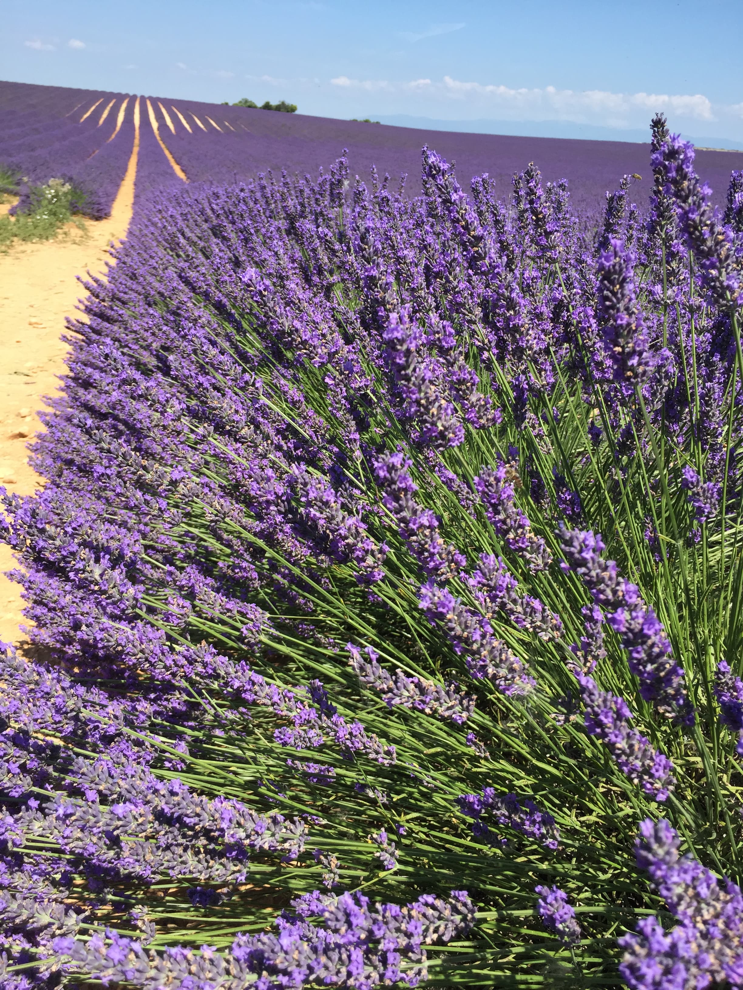 Your Dream Trip to Provence: 10 Days in the Heart of the Provençal Countryside curated by Michaelyn Elder