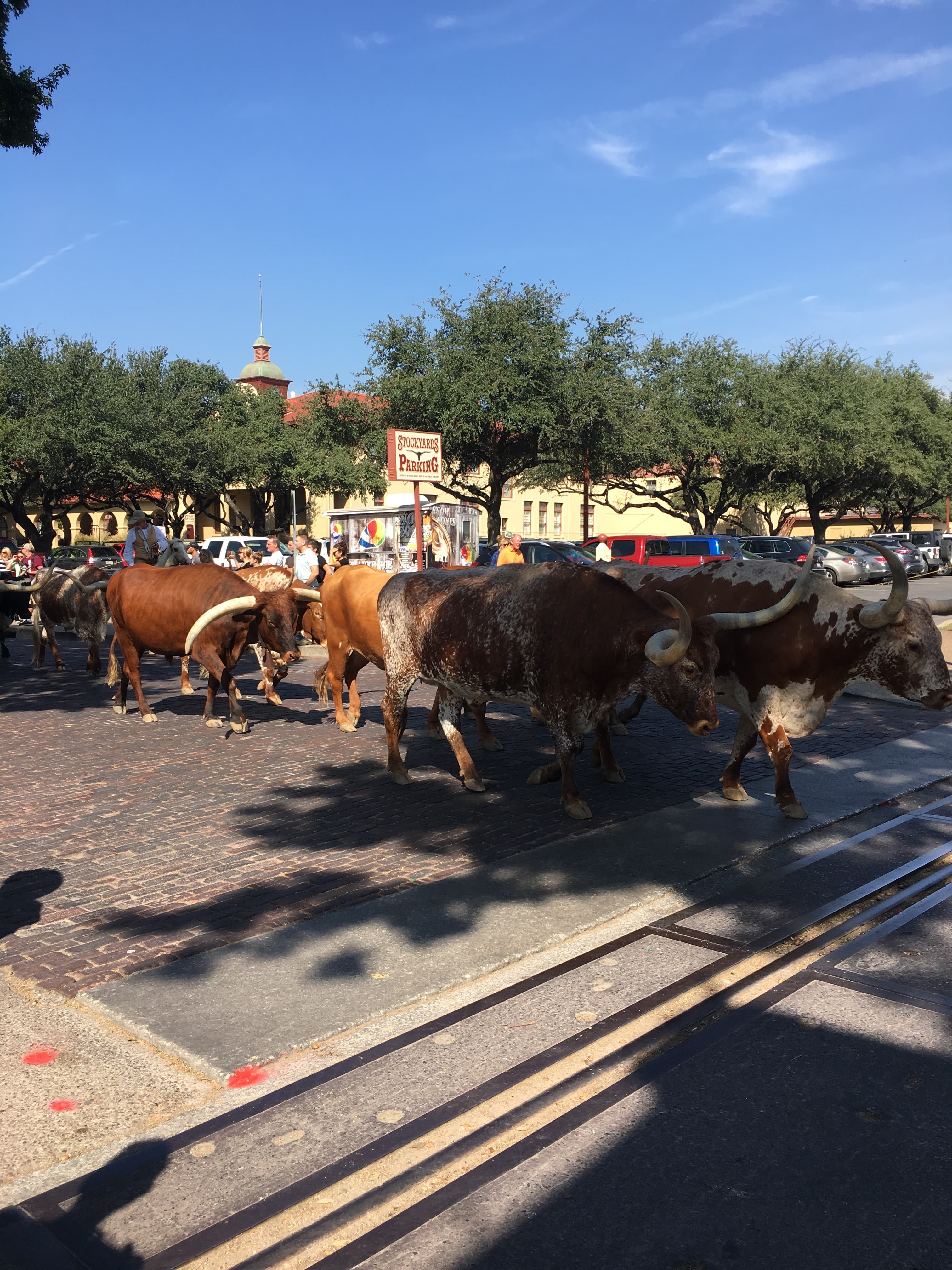 A Local’s Guide to Fort Worth – Where Cowboy Culture Meets City Charm curated by Thomas Bourne