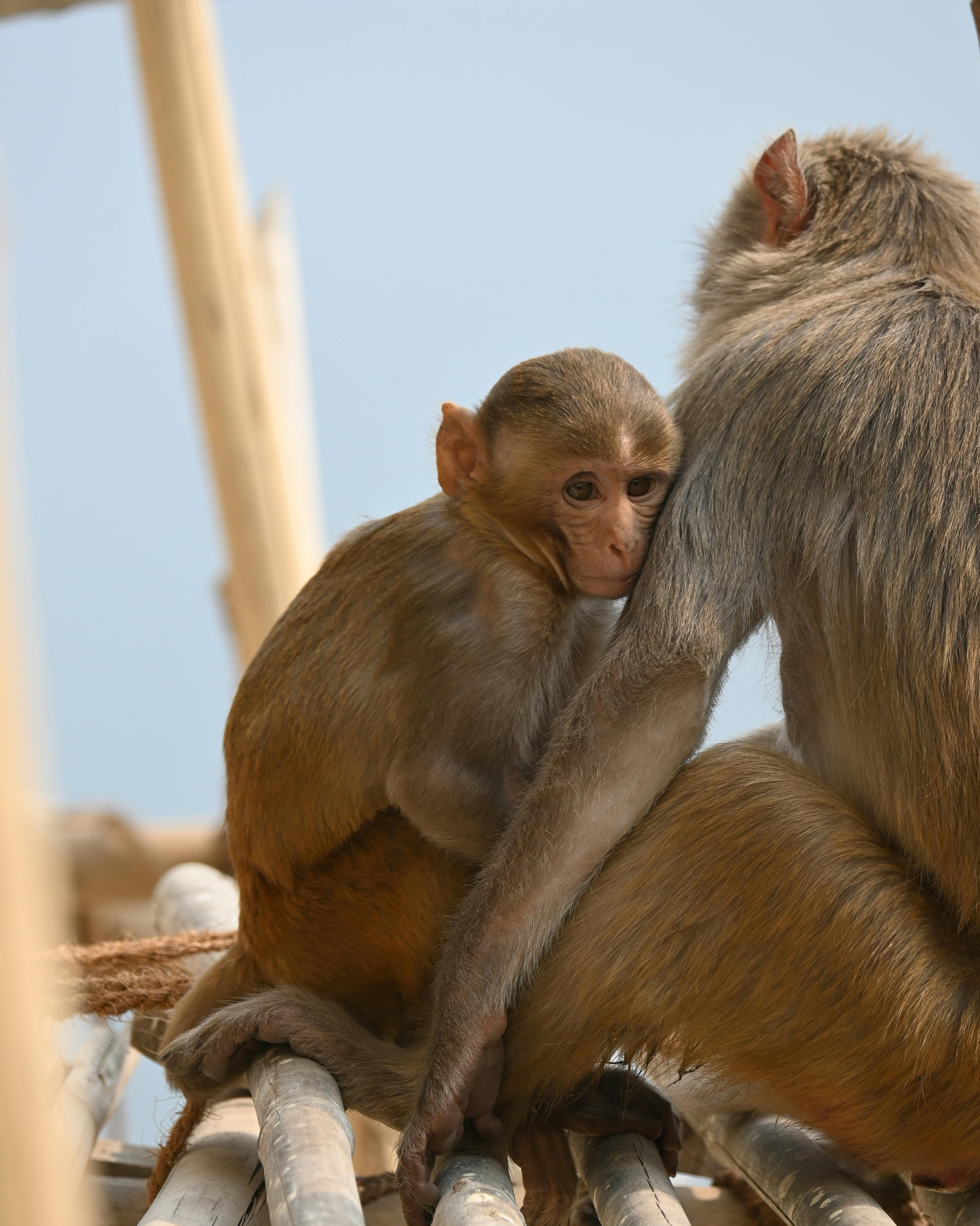 Magical Japan Family Escape: 7 Days of Tokyo, Hakone, Kyoto & Osaka curated by Eva Wang