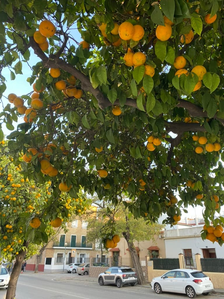 South of Spain: Jerez de la Frontera curated by Rebekah Smith