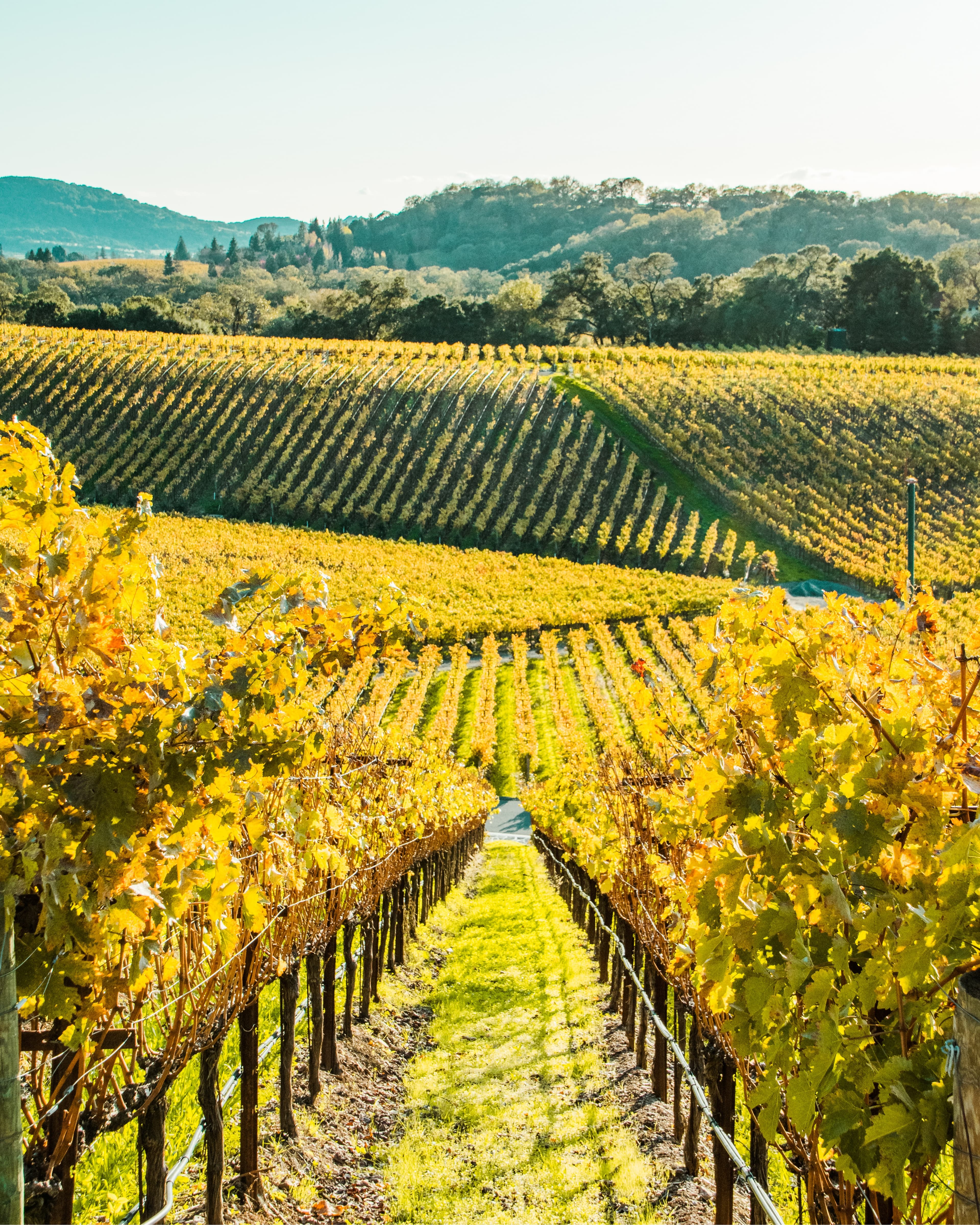 Insider's Napa Valley: A Guide to the Ultimate Wine Country Getaway curated by Dawn McKenzie