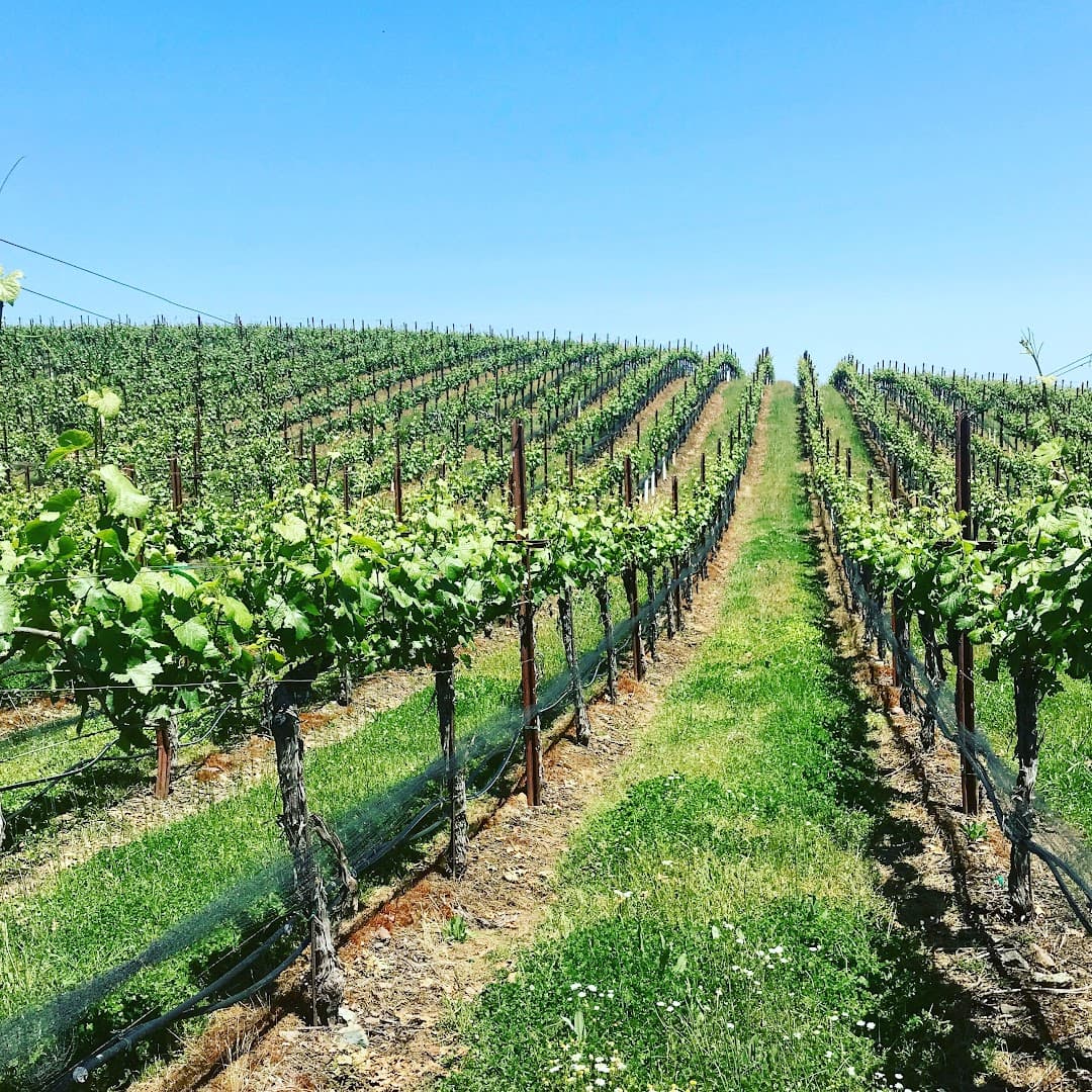 Healdsburg: Your Gateway to Sonoma's Best Wines and Experiences curated by Dawn McKenzie